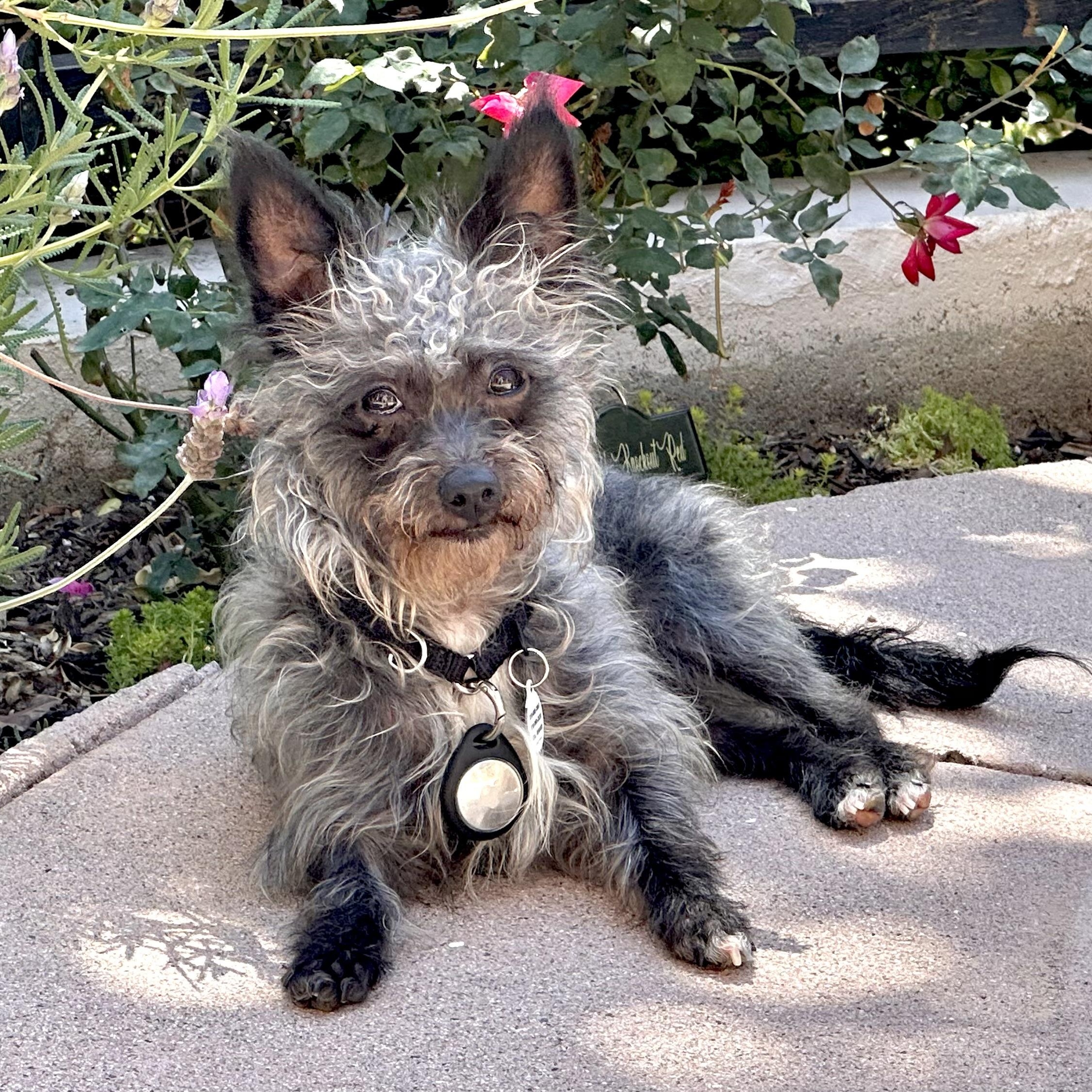 Mickie, ADOPTABLE, Young Female Cairn Terrier & Schnauzer.