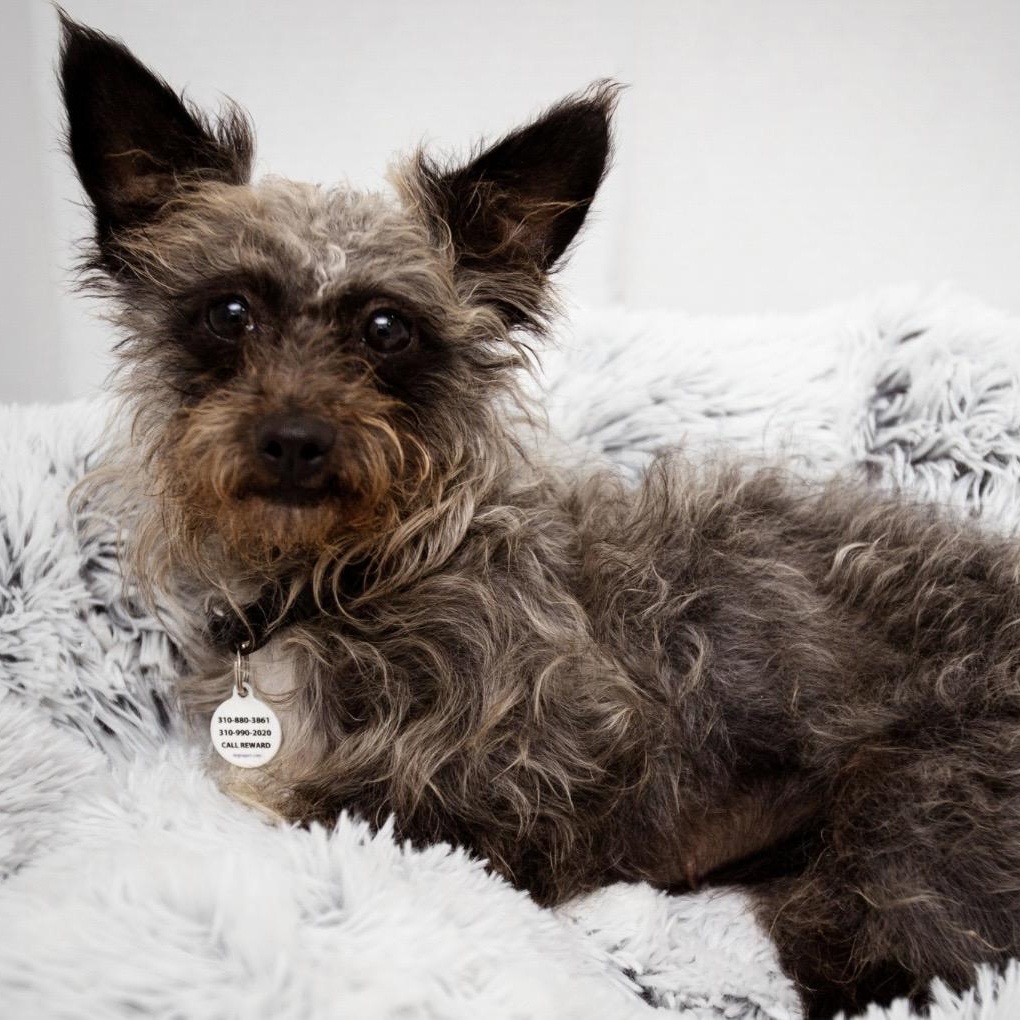 Mickie, a ADOPTABLE mixed breed in Santa Monica, CA image 4/6
