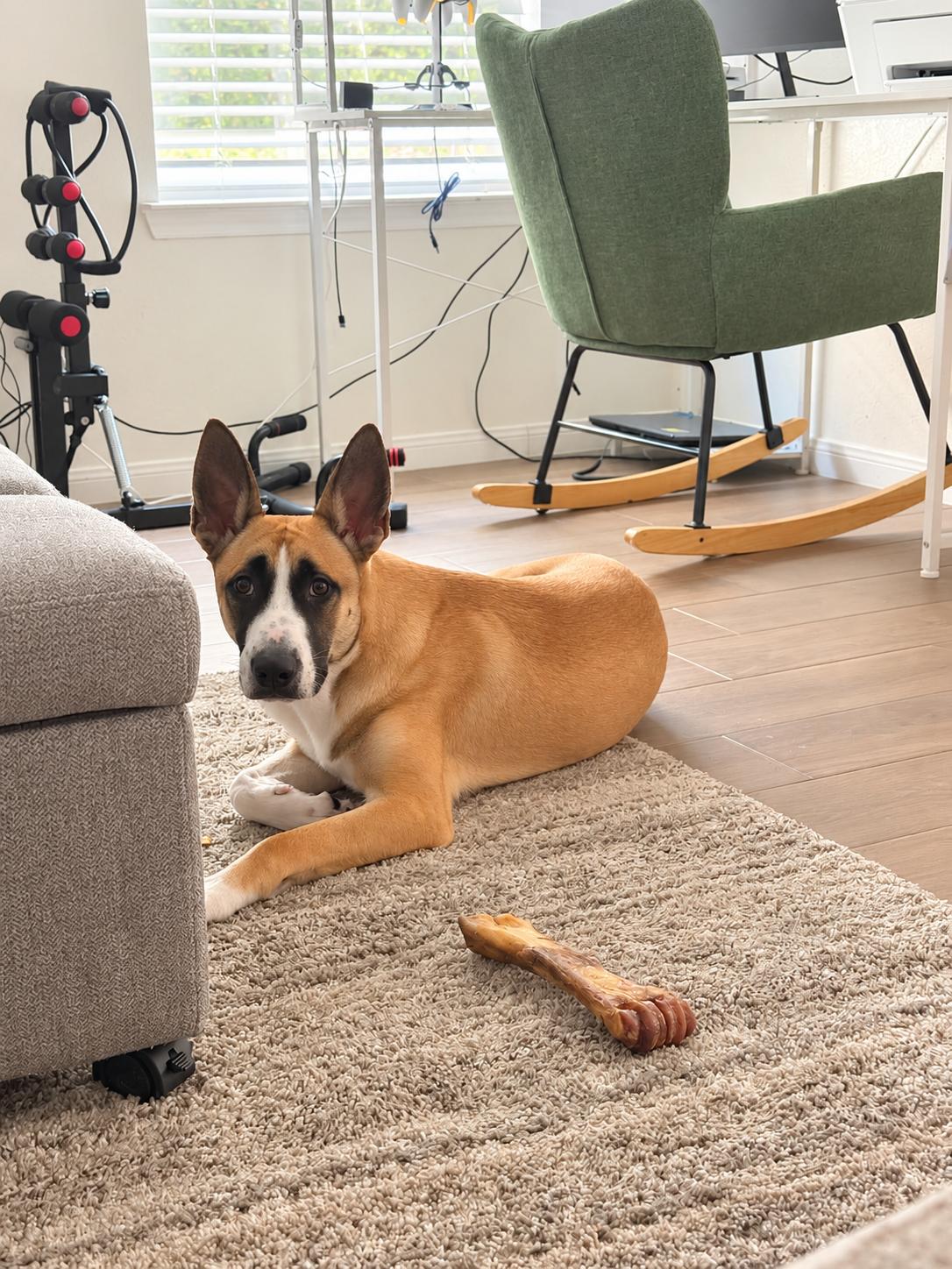 Ranger, Adoptable, Puppy Male Siberian Husky & German Shepherd Dog.