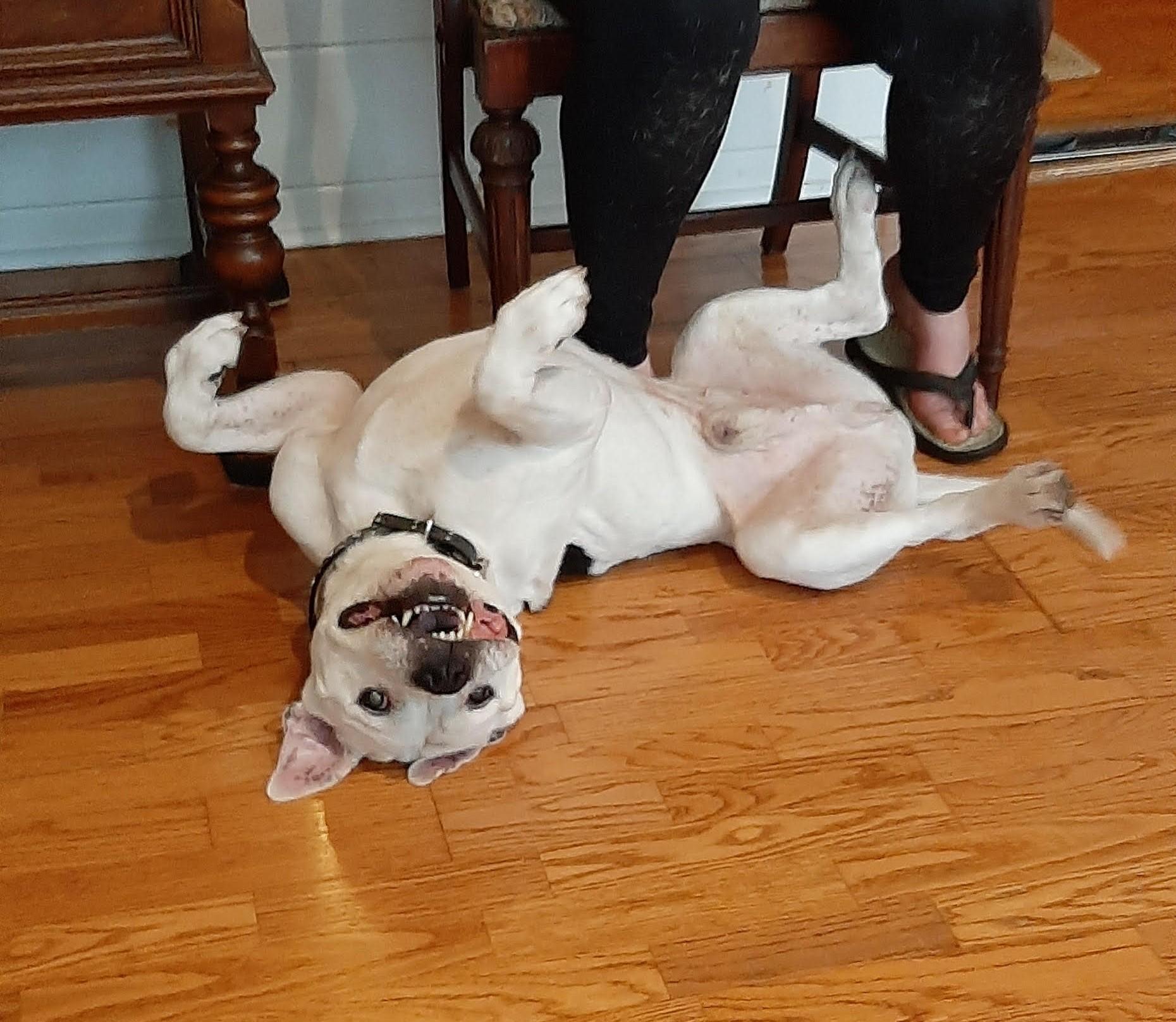 Enlarge Virgil, a Adoptable mixed breed in Worcester, MA image 4/6