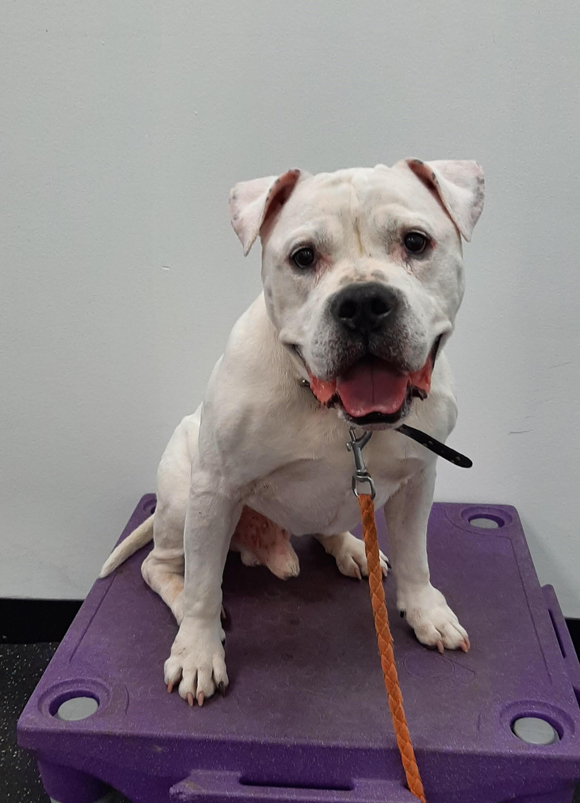 Enlarge Virgil, a Adoptable mixed breed in Worcester, MA image 5/6