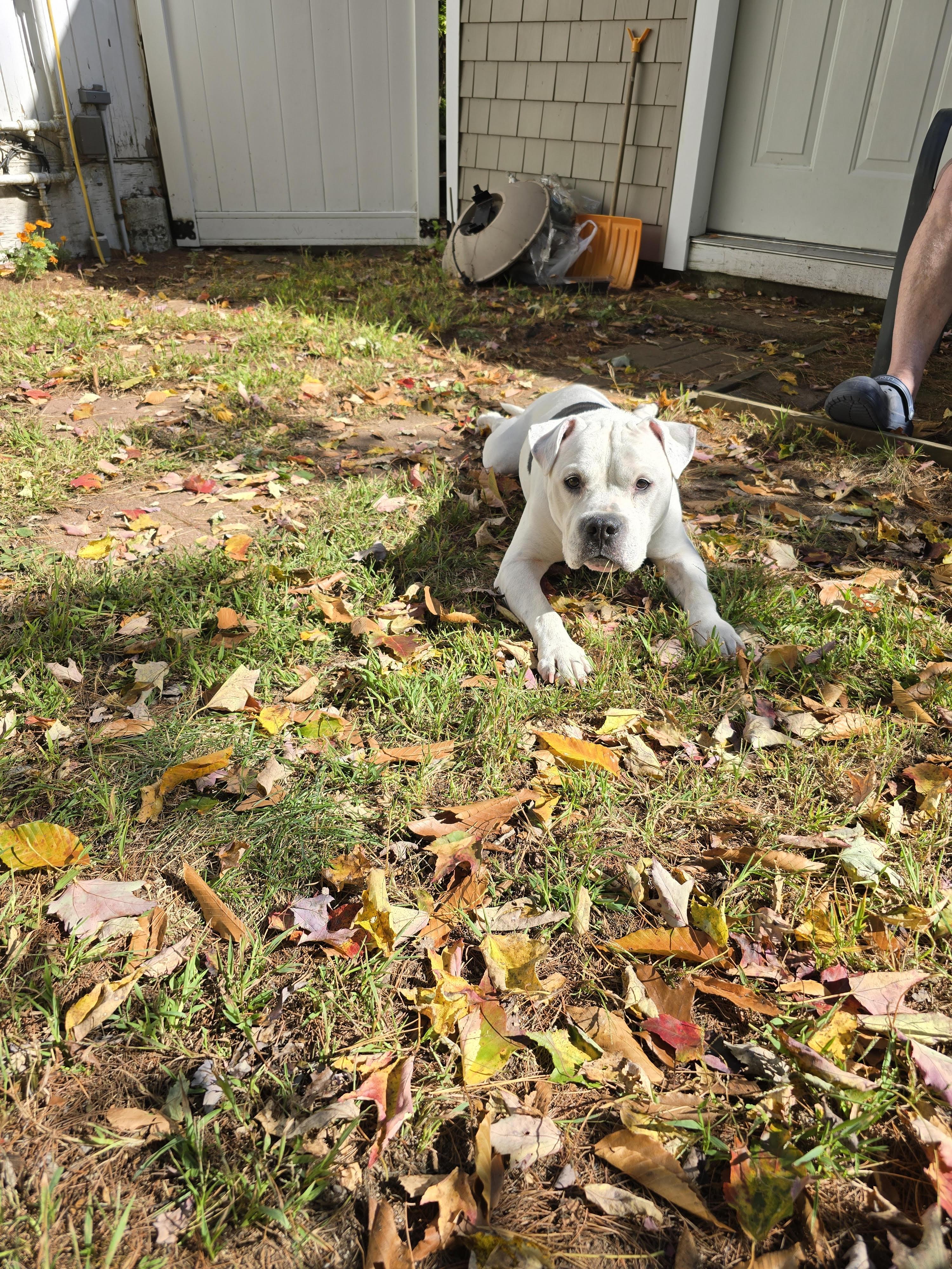Enlarge Virgil, a Adoptable mixed breed in Worcester, MA image 2/6