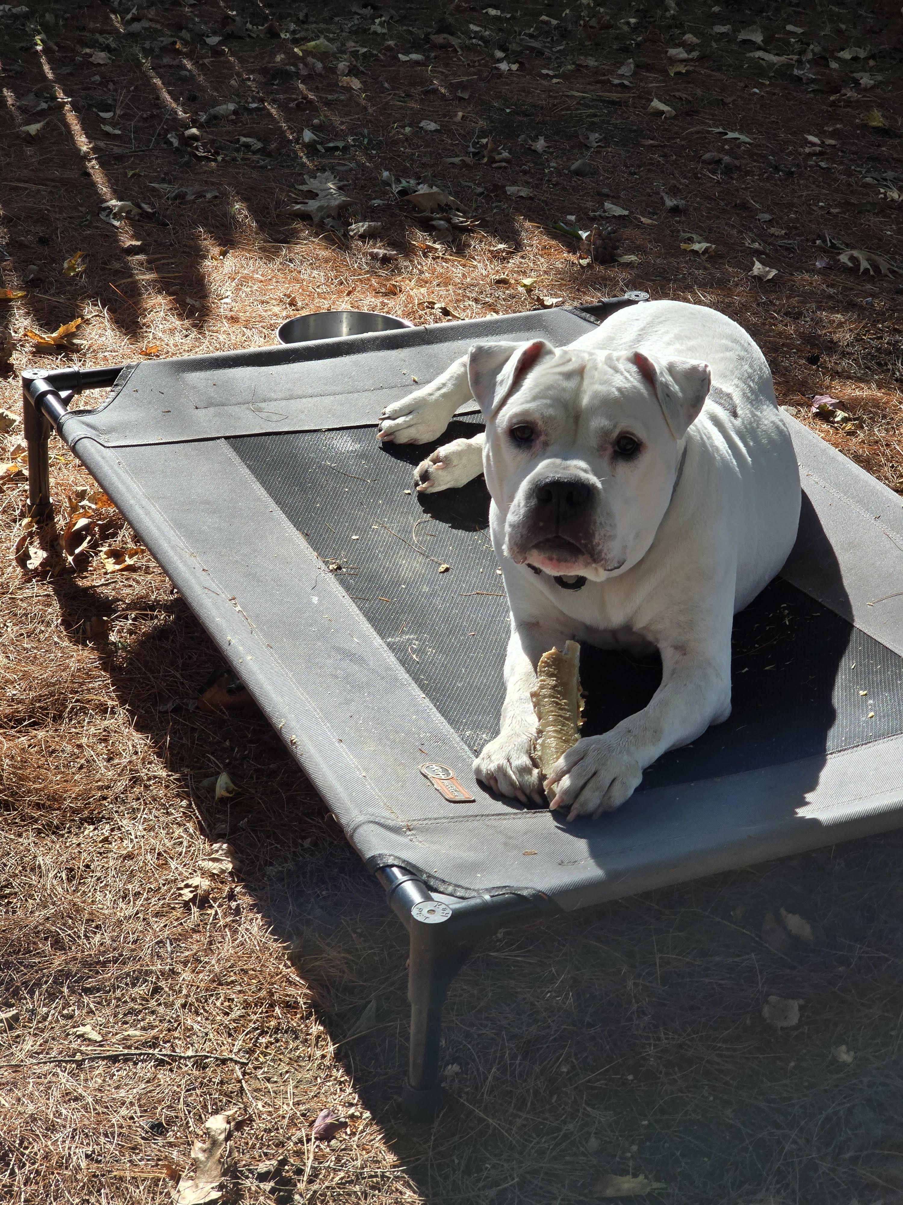 Enlarge Virgil, a Adoptable mixed breed in Worcester, MA image 3/6