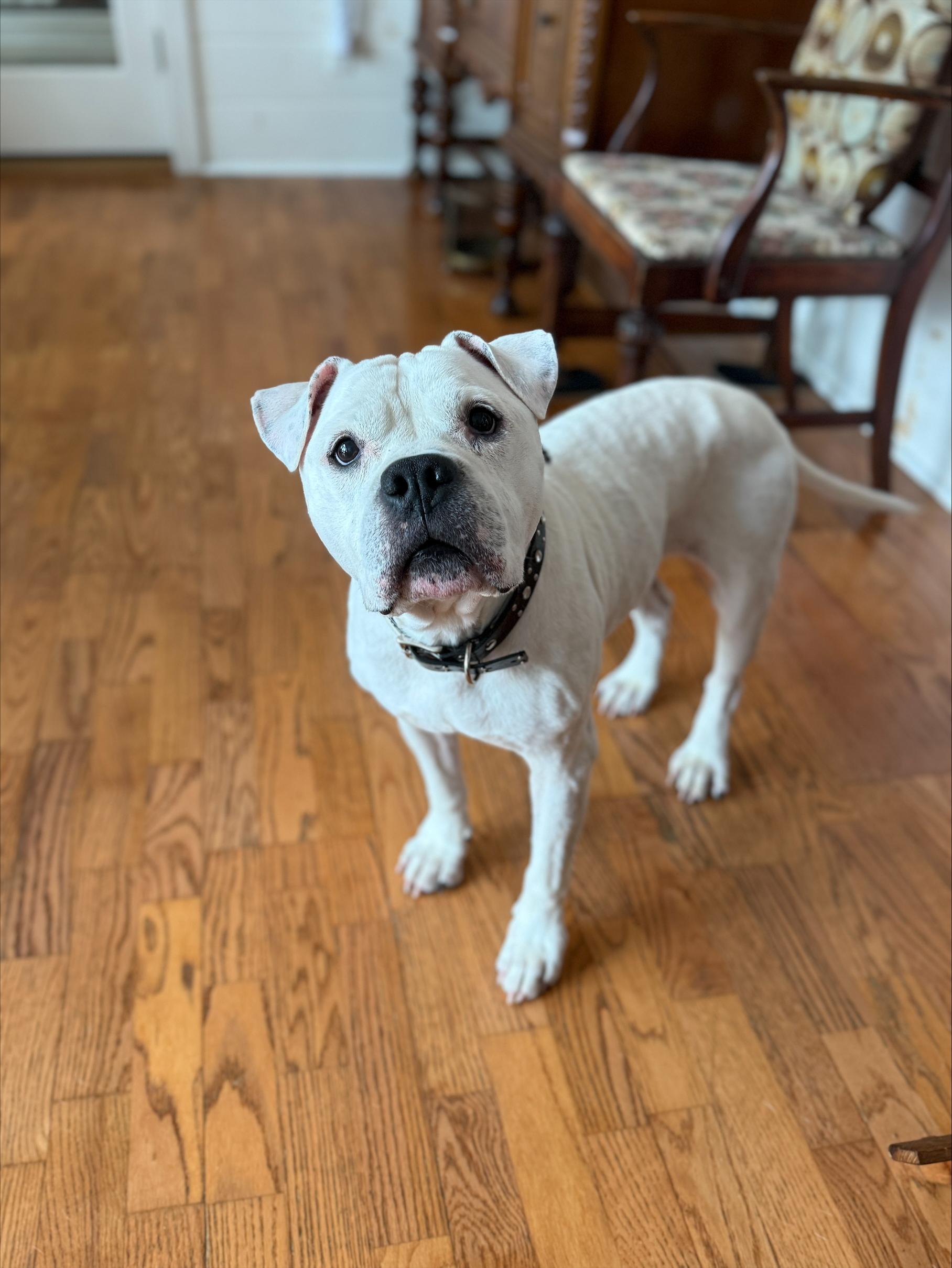 Virgil, Adoptable, Adult Male English Bulldog & Terrier.