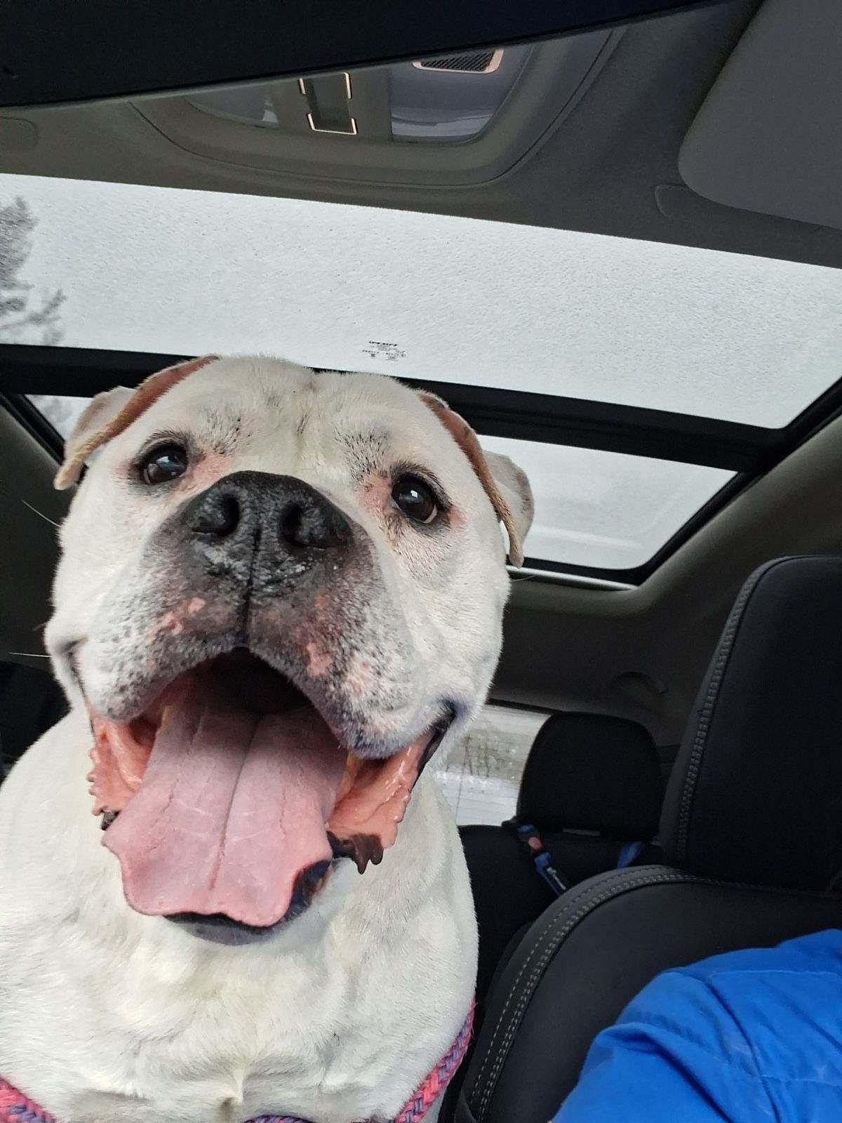 Enlarge Virgil, a Adoptable mixed breed in Worcester, MA image 6/6