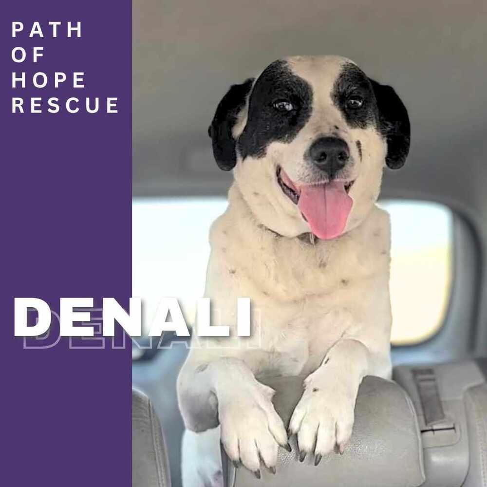 Enlarge Denali, a Adoptable mixed breed in Spokane, WA image 3/6