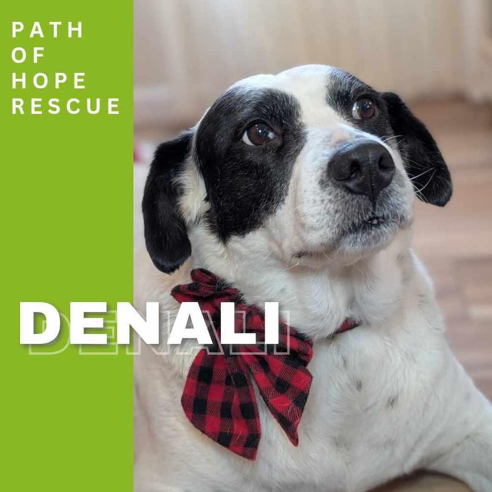 Denali, a Adoptable mixed breed in Spokane, WA image 2/6