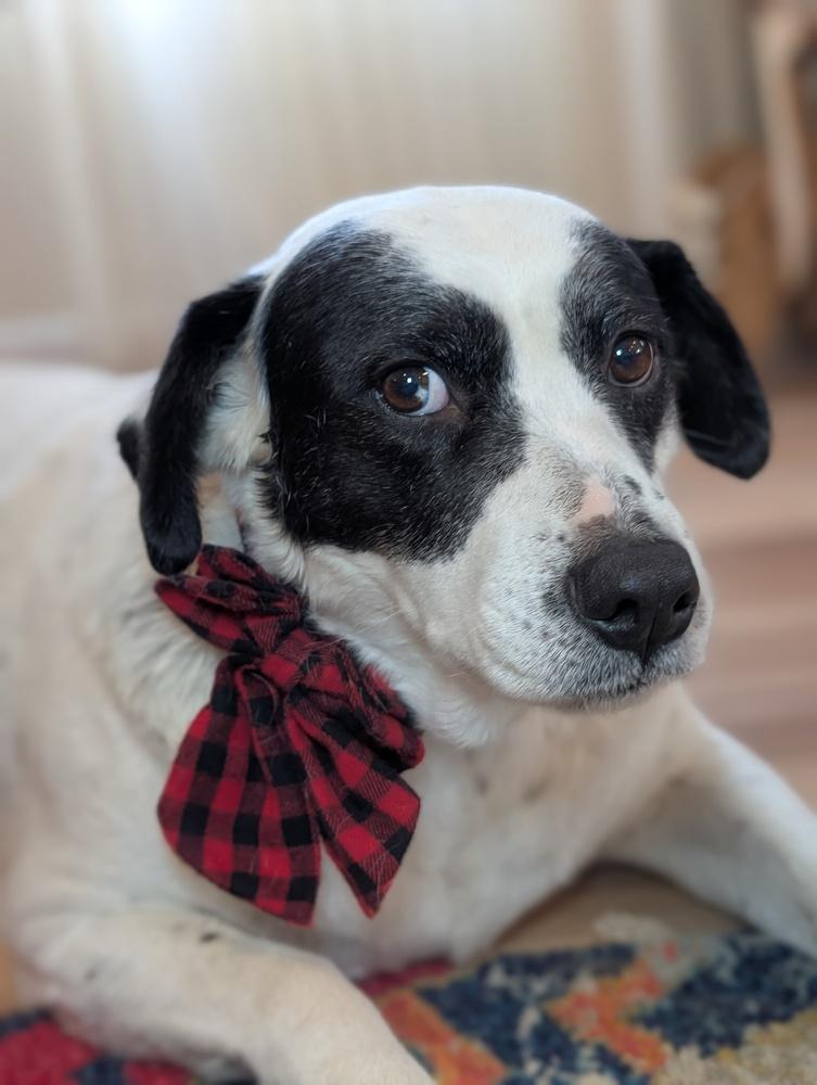 Enlarge Denali, a Adoptable mixed breed in Spokane, WA image 5/6