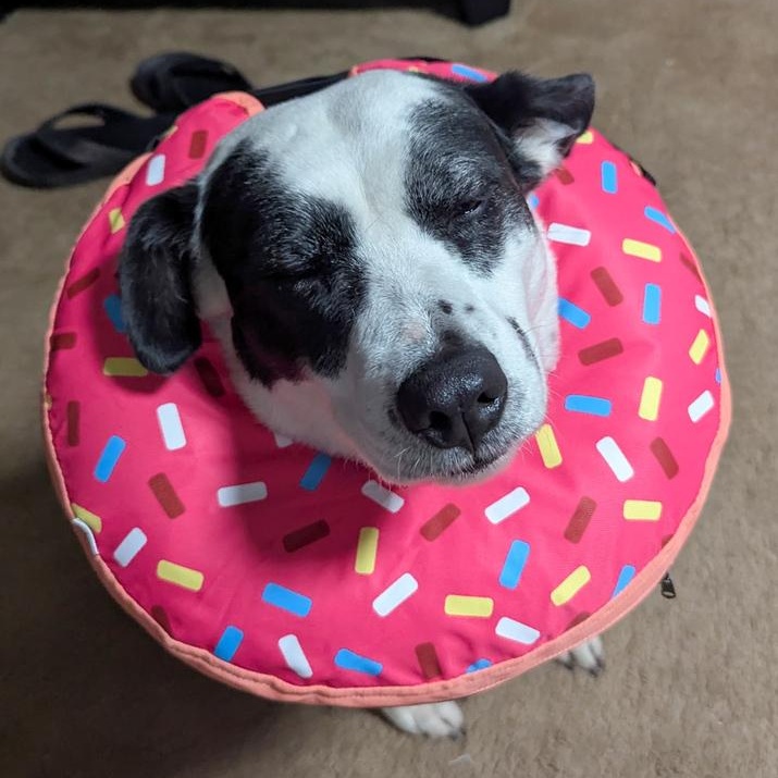 Enlarge Denali, a Adoptable mixed breed in Spokane, WA image 2/3