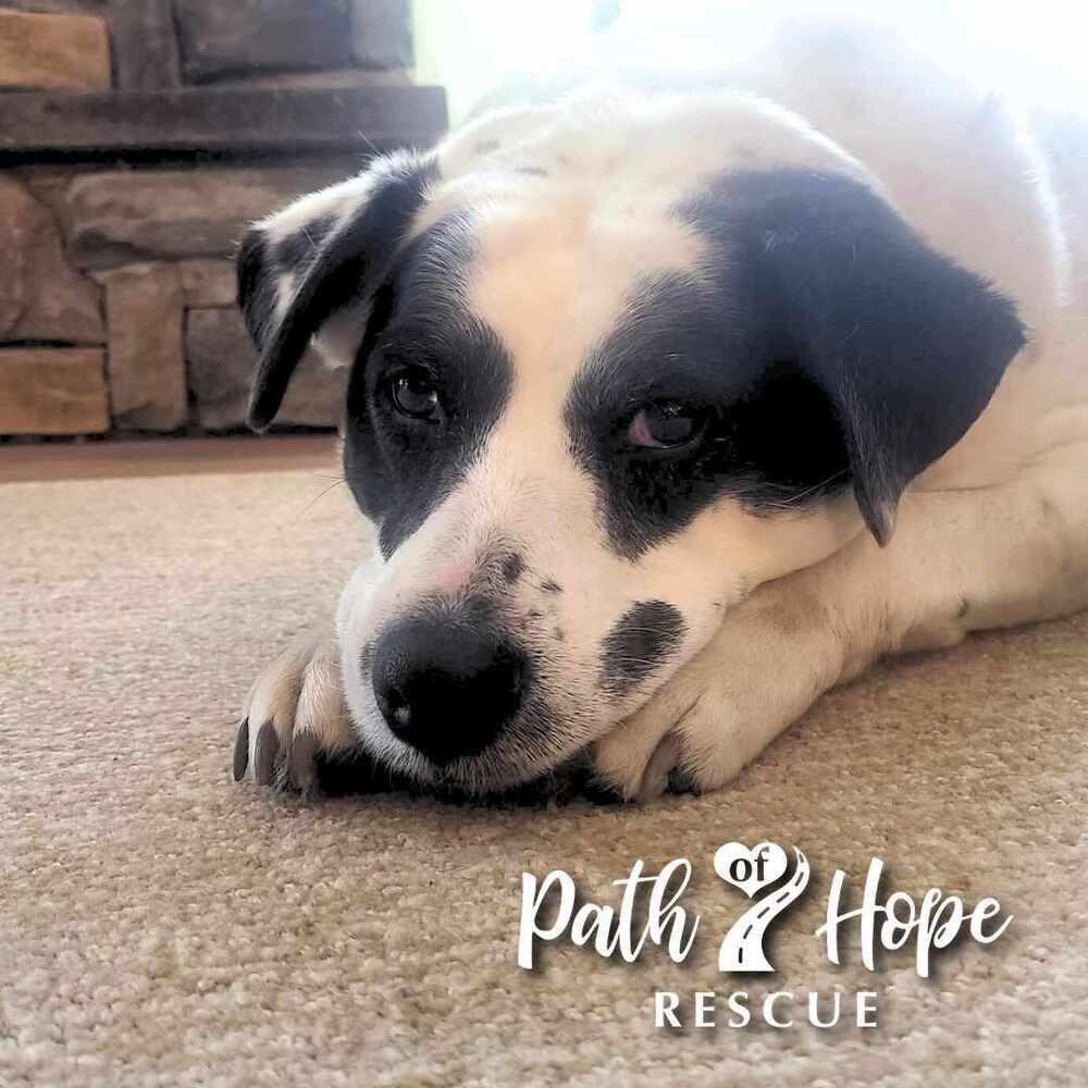 Denali, a Adoptable mixed breed in Spokane, WA image 3/6