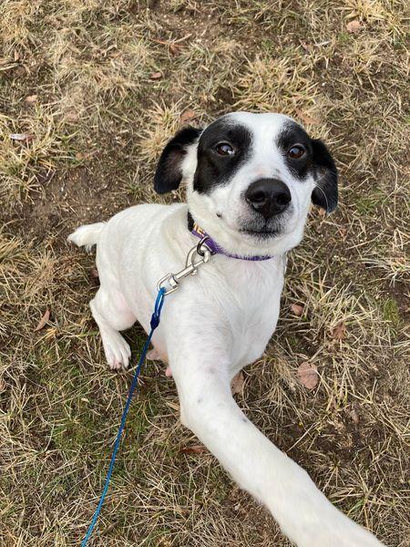 Enlarge Denali, a Adoptable mixed breed in Spokane, WA image 1/6