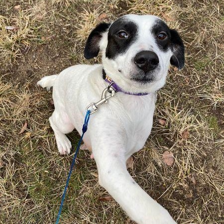 Enlarge Denali, a Adoptable mixed breed in Spokane, WA image 1/3