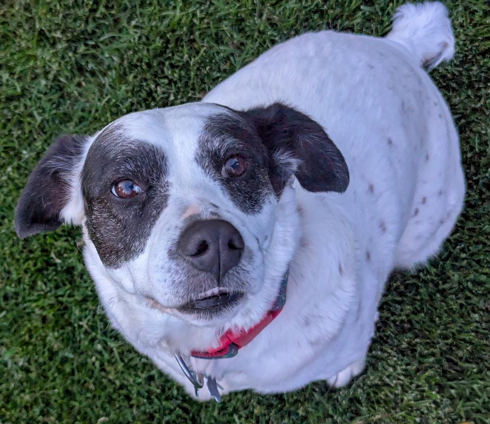 Enlarge Denali, a Adoptable mixed breed in Spokane, WA image 4/6
