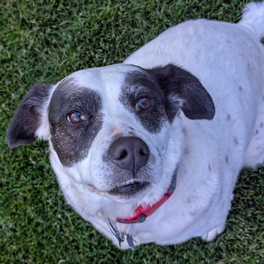 Enlarge Denali, a Adoptable mixed breed in Spokane, WA image 3/3