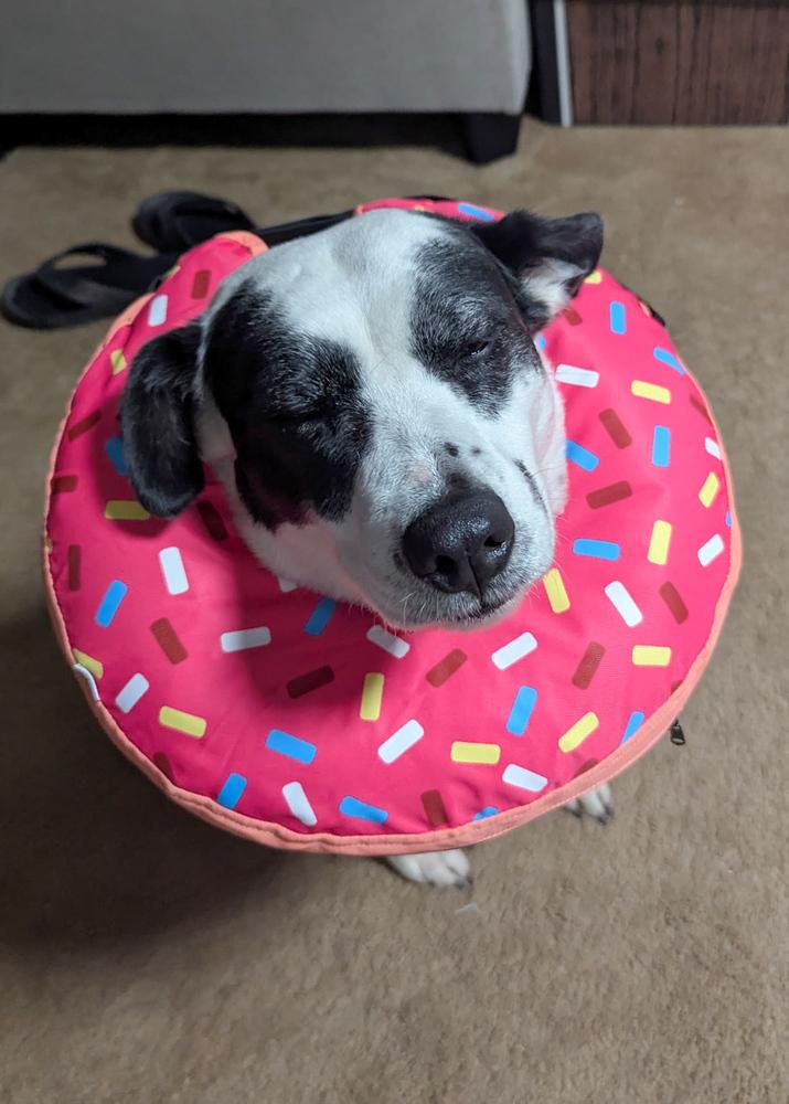 Denali, a Adoptable mixed breed in Spokane, WA image 5/6