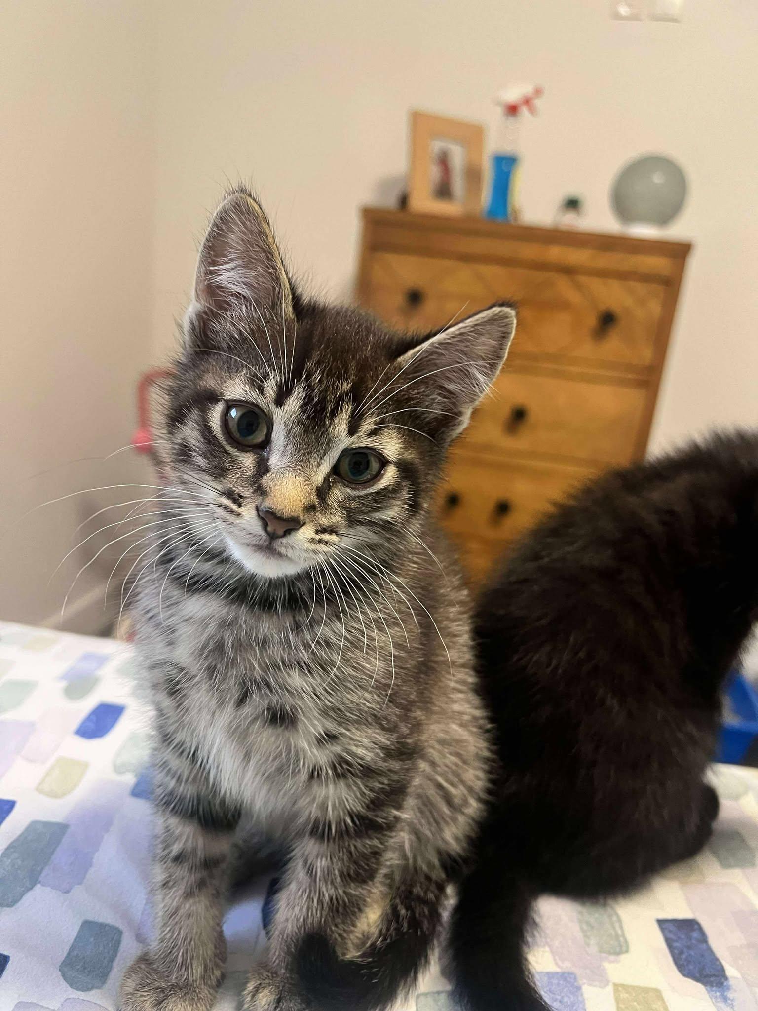 Pow Pow and Now Now BONDED, a Adoptable Domestic Short Hair in Edmonton, AB image 2/4