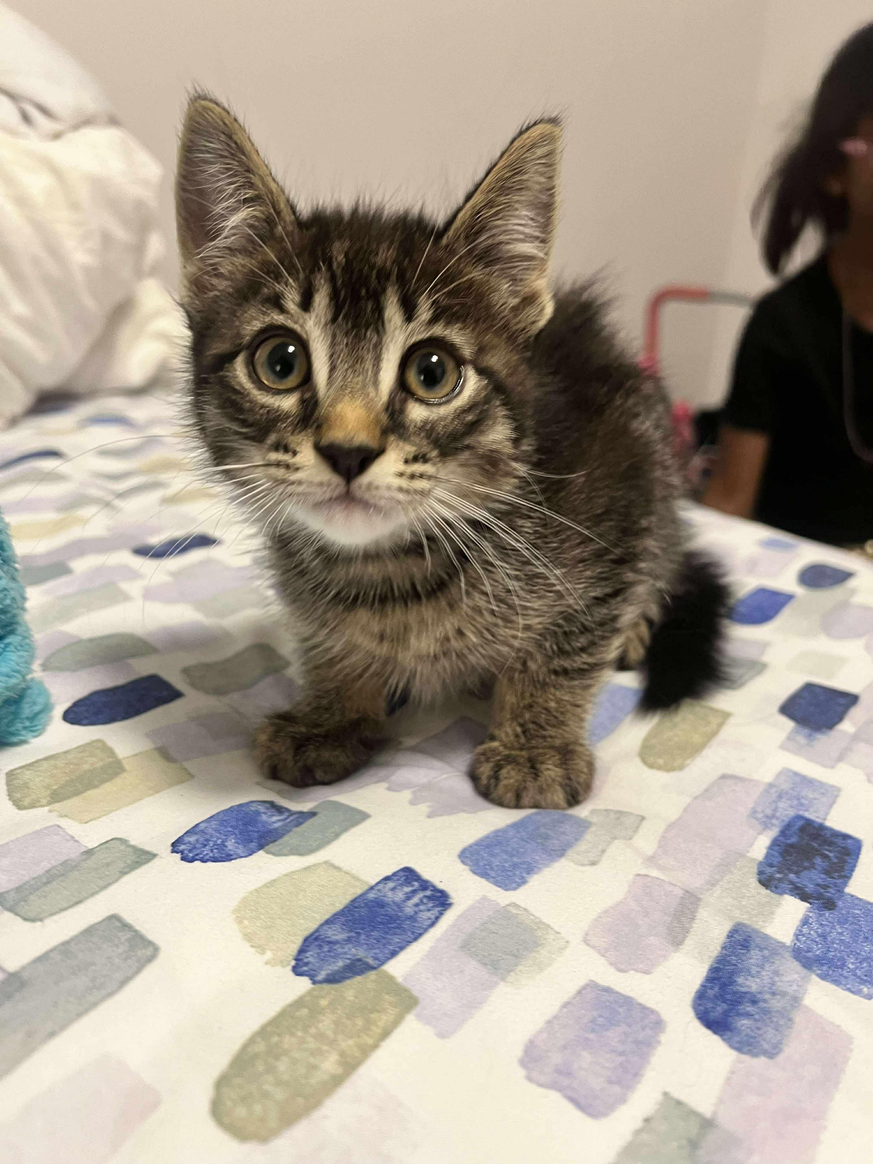 Pow Pow and Now Now BONDED, a Adoptable Domestic Short Hair in Edmonton, AB image 3/4