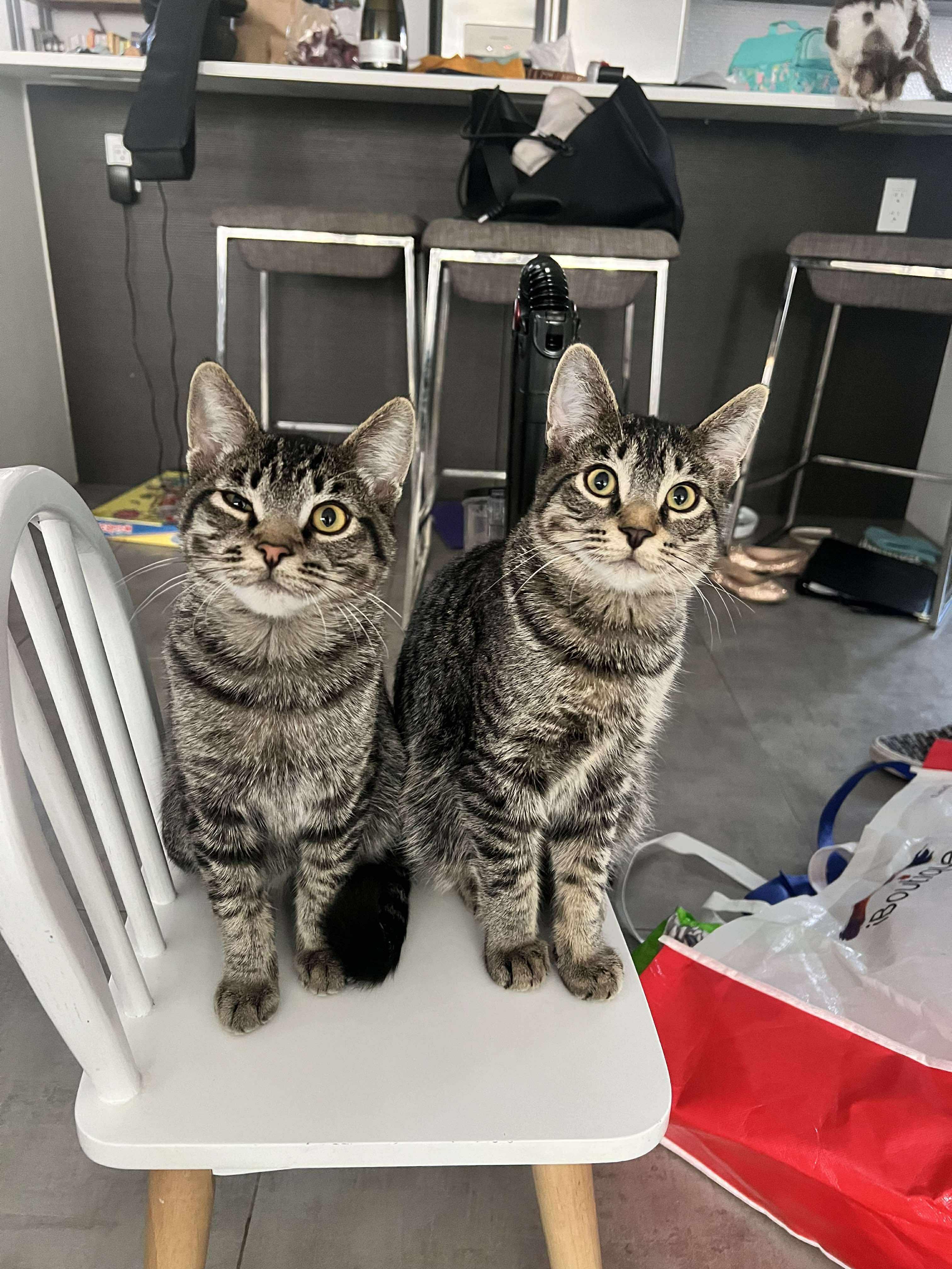 Pow Pow and Now Now BONDED, Adoptable, Young Male Domestic Short Hair.