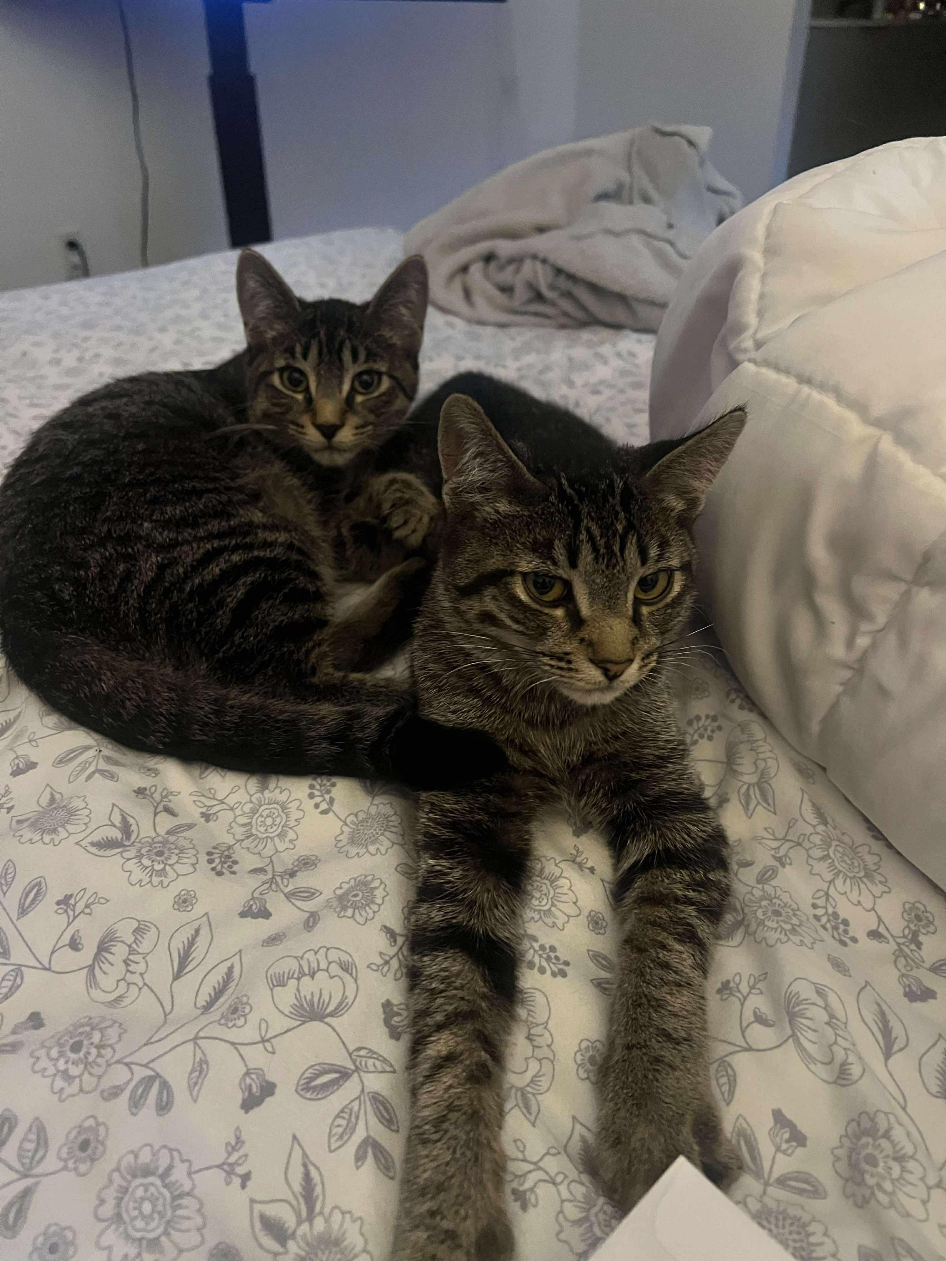 Pow Pow and Now Now BONDED, a Adoptable Domestic Short Hair in Edmonton, AB image 4/4