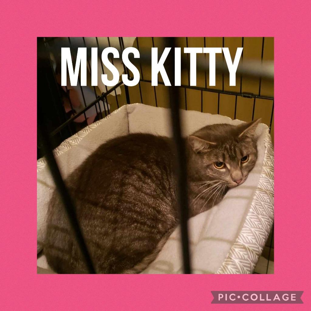 Enlarge Miss Kitty, a Adoptable mixed breed in LIberty, NY image 1/1