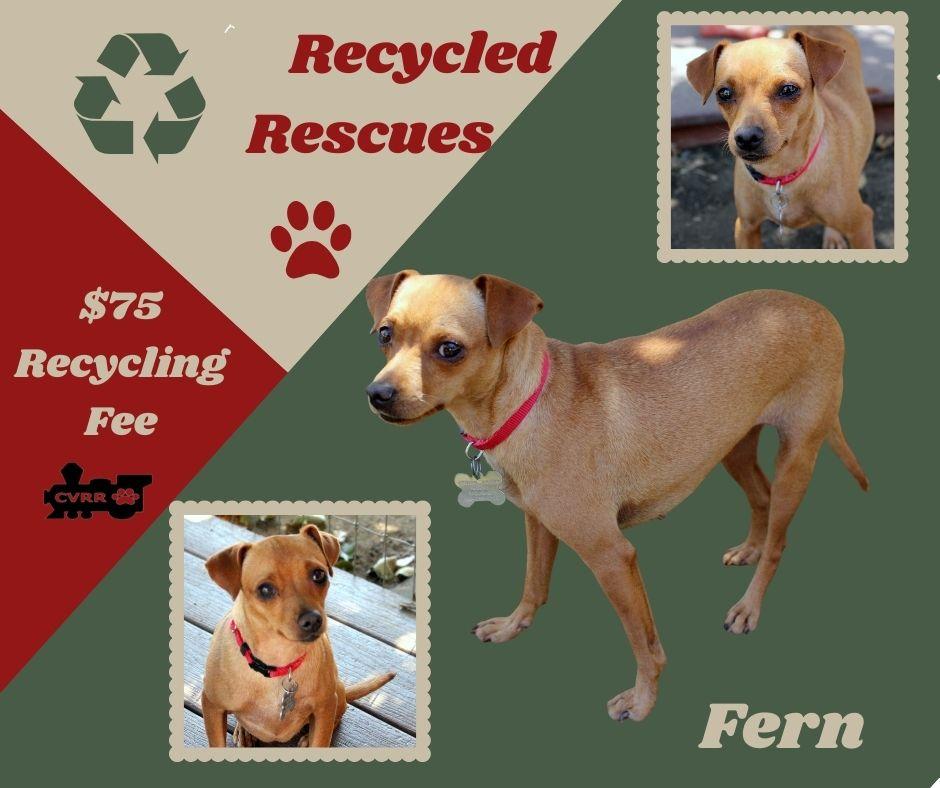 Fern Recycle), Adopted, Adult Female Miniature Pinscher & Chihuahua.