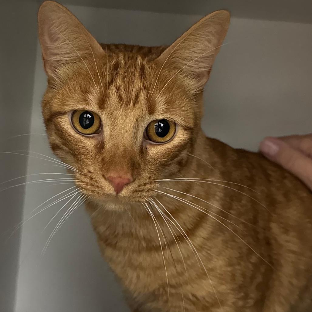 Copper, Adoptable, Young Male Domestic Short Hair.