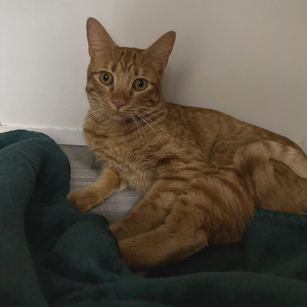 Enlarge Copper, a Adoptable Domestic Short Hair in Port Angeles, WA image 2/6