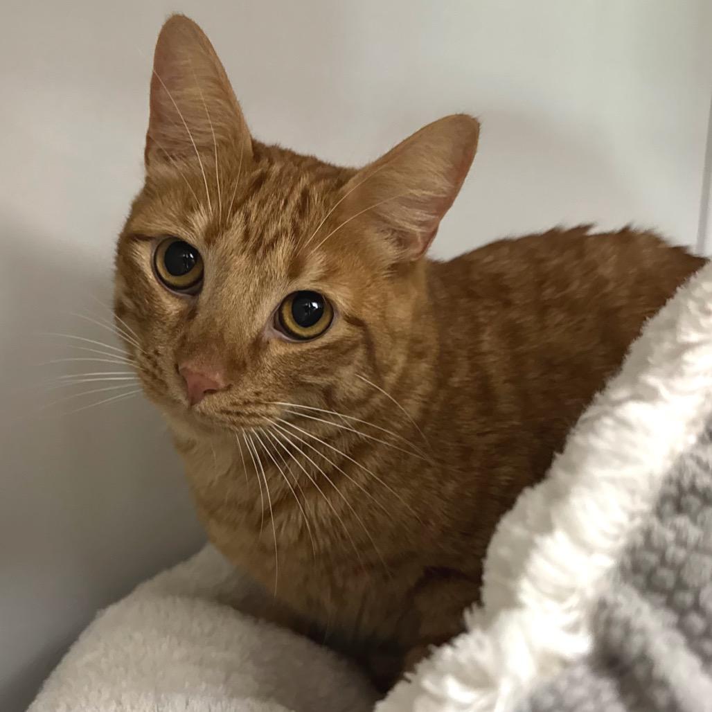 Enlarge Copper, a Adoptable Domestic Short Hair in Port Angeles, WA image 3/6