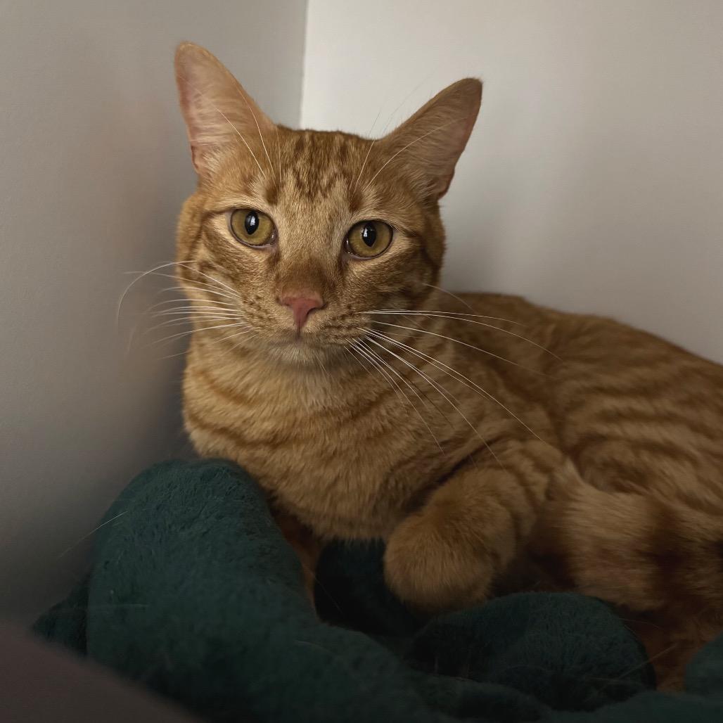 Enlarge Copper, a Adoptable Domestic Short Hair in Port Angeles, WA image 4/6