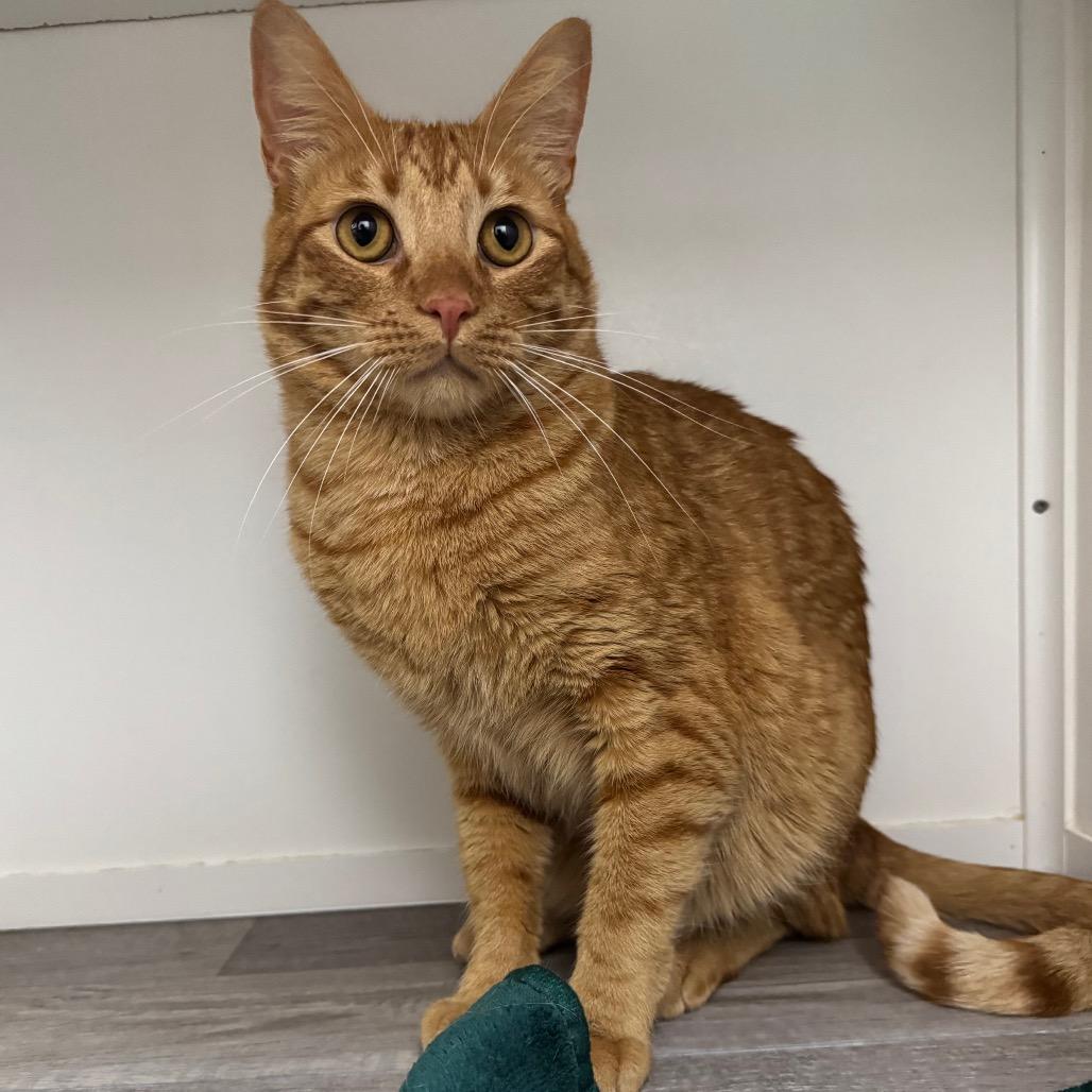 Enlarge Copper, a Adoptable Domestic Short Hair in Port Angeles, WA image 5/6