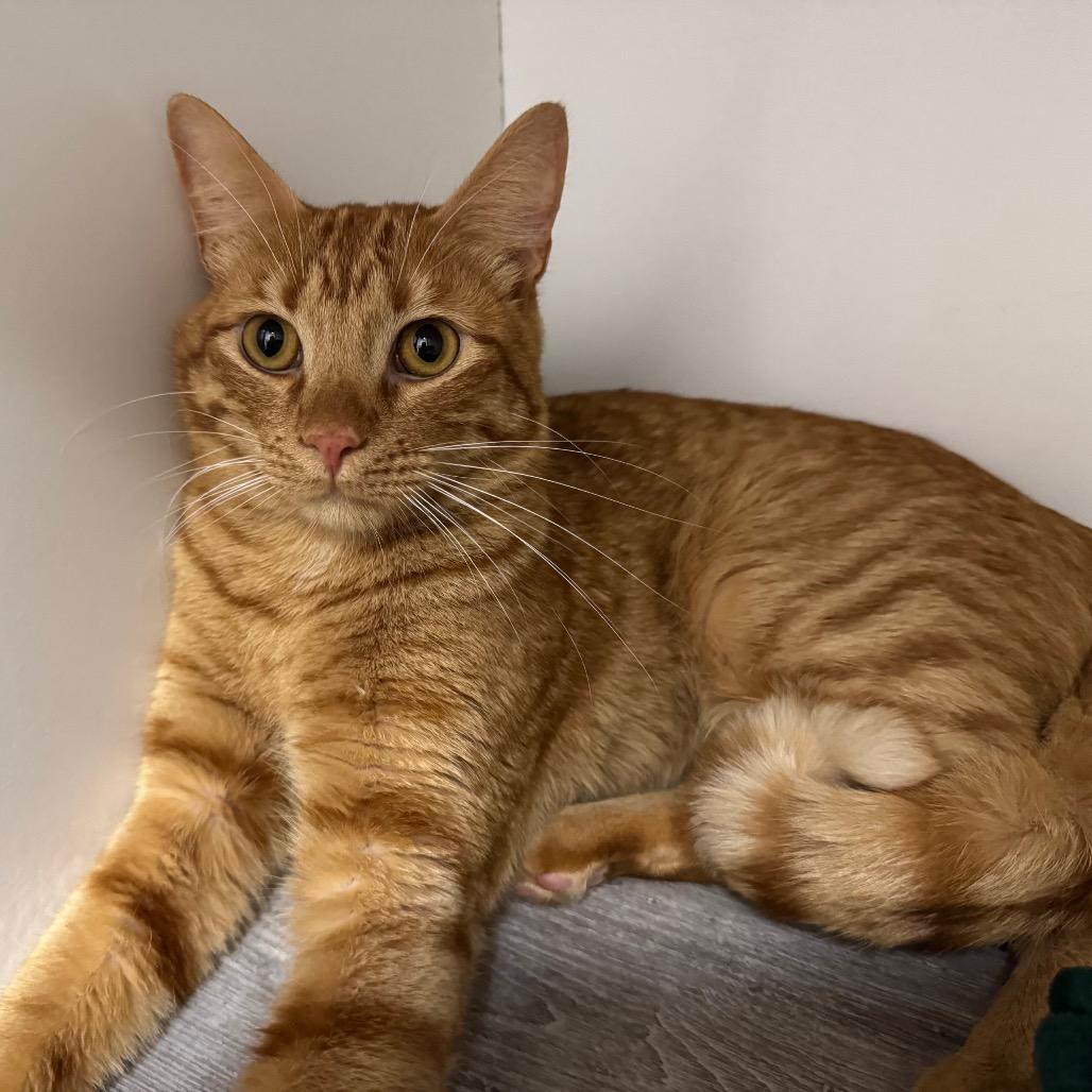 Enlarge Copper, a Adoptable Domestic Short Hair in Port Angeles, WA image 6/6