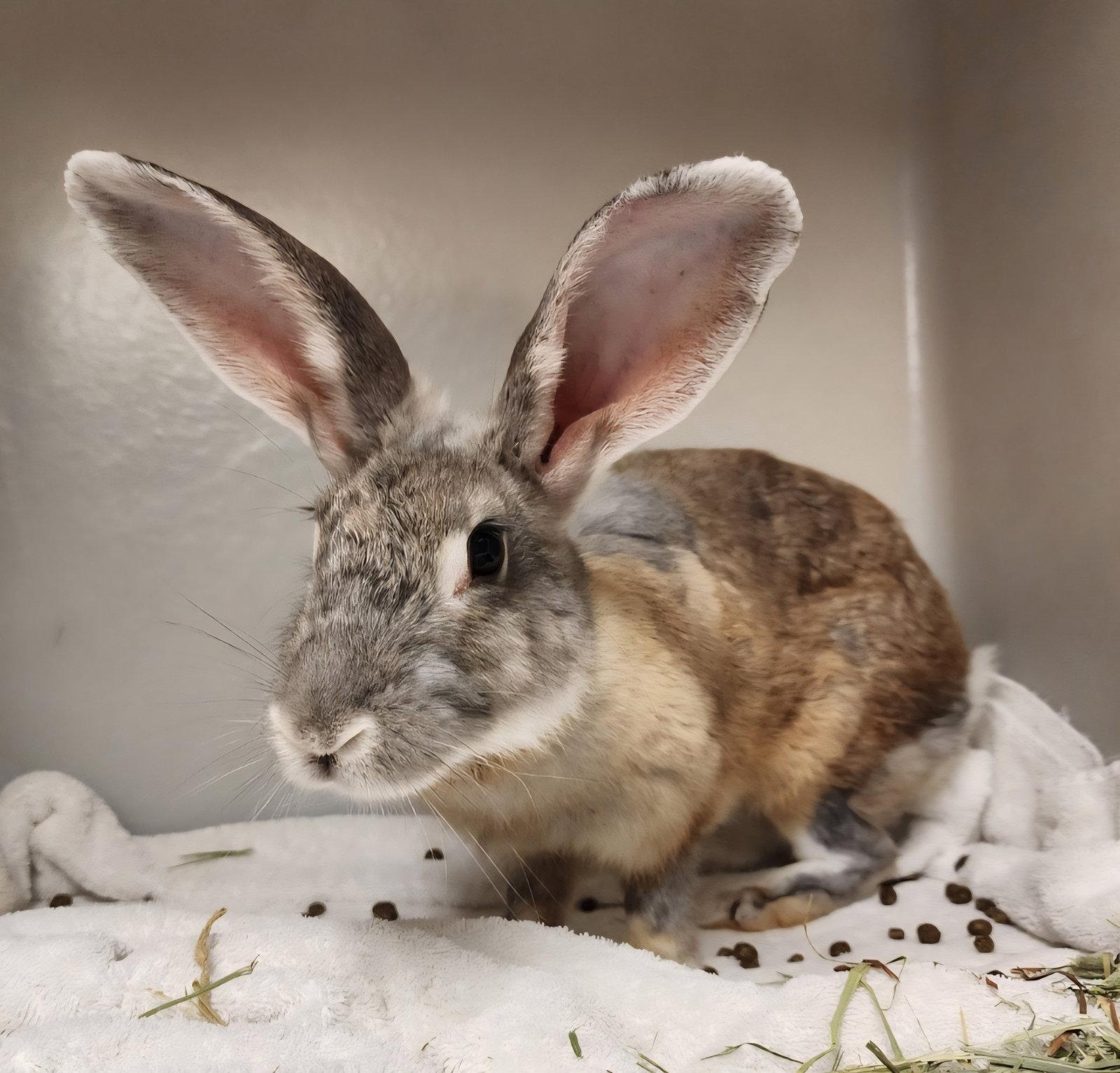 Enlarge Randi, a Adoptable Bunny Rabbit in Baton Rouge, LA image 2/3