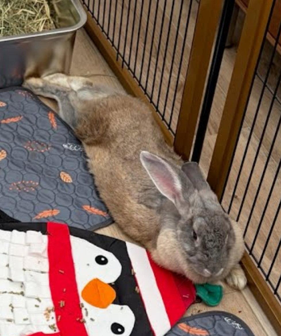 Enlarge Randi, a Adoptable Bunny Rabbit in Baton Rouge, LA image 3/3