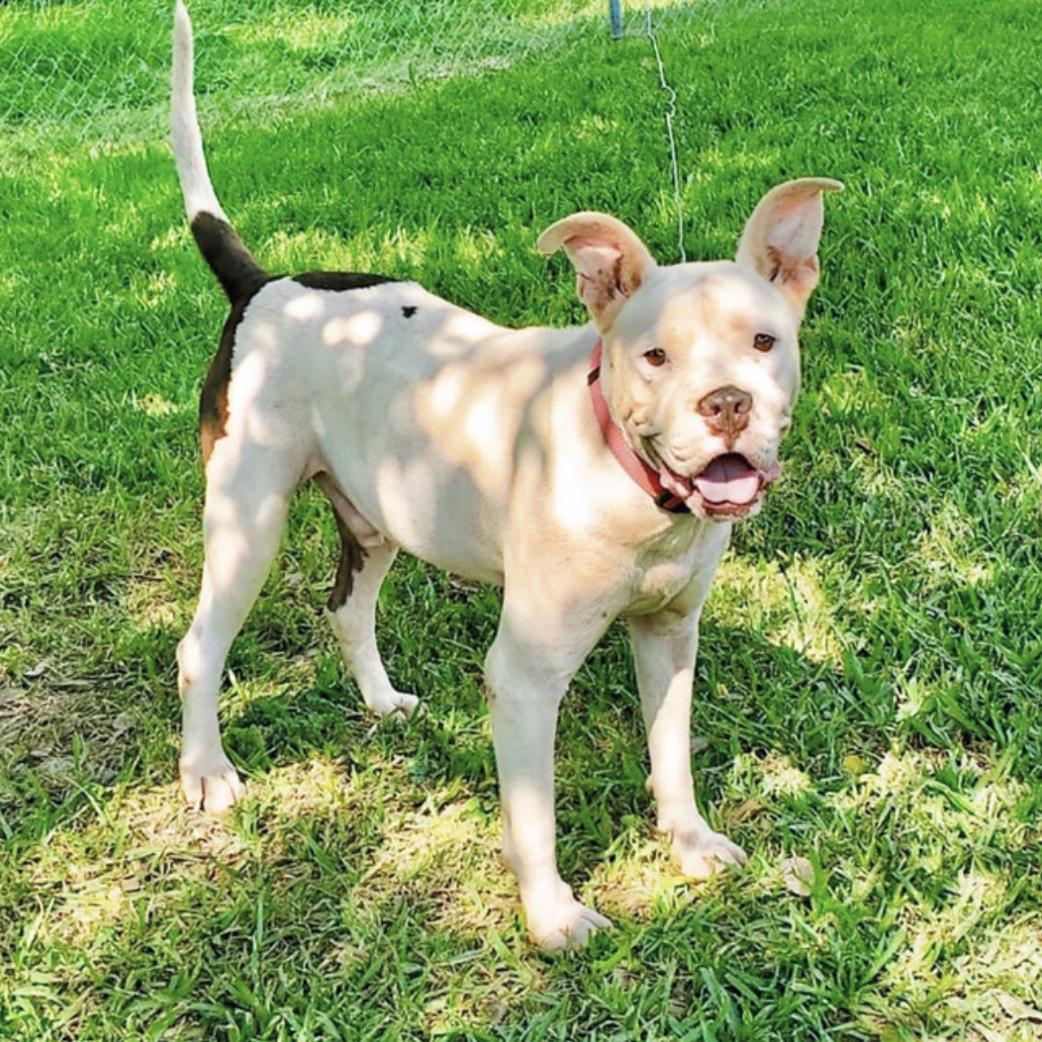 Dog for adoption Igby, an American Staffordshire Terrier Mix in Erie