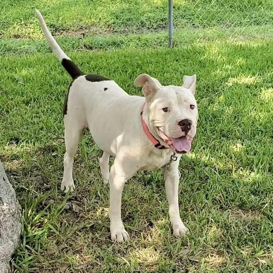 Dog for adoption Igby, an American Staffordshire Terrier Mix in Erie