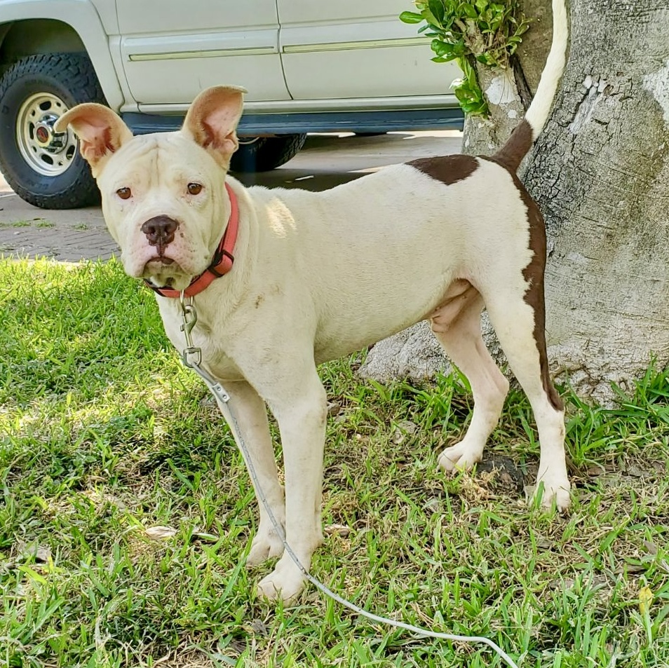 Dog for adoption Igby, an American Staffordshire Terrier Mix in Erie
