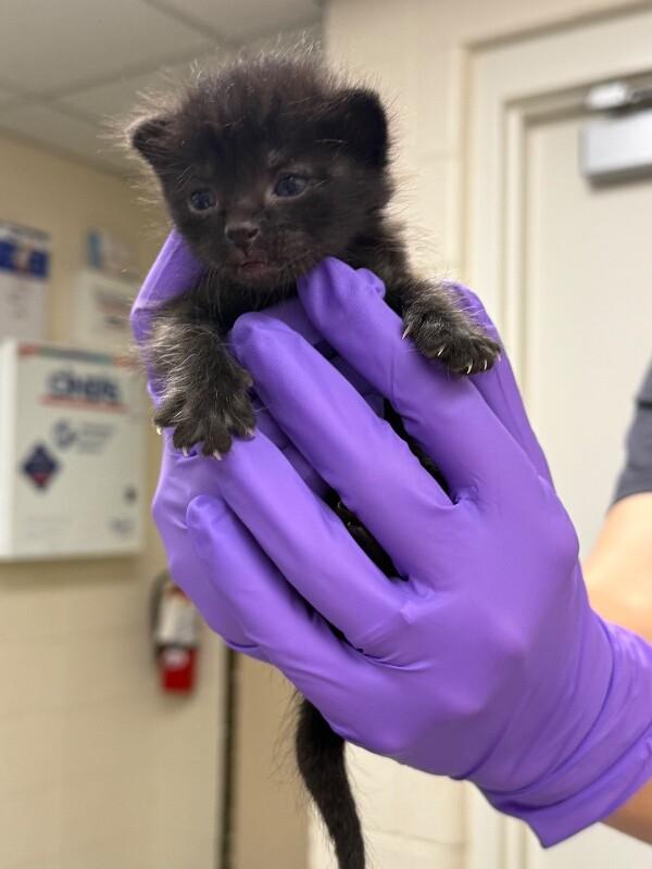 Chewbacca, Adoptable, Kitten Male Domestic Short Hair.