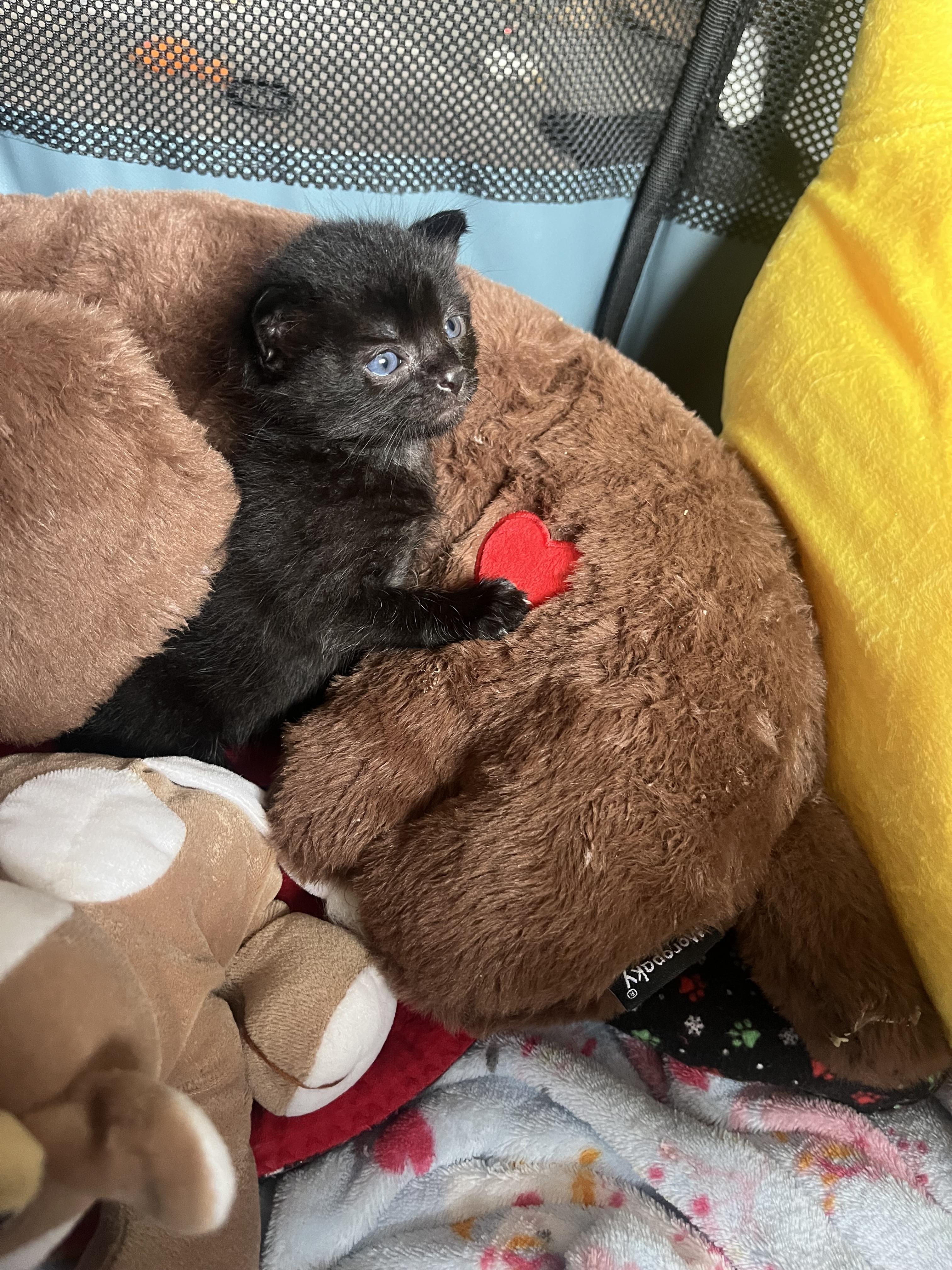 Enlarge Chewbacca, a Adoptable Domestic Short Hair in Fruit Heights, UT image 2/6