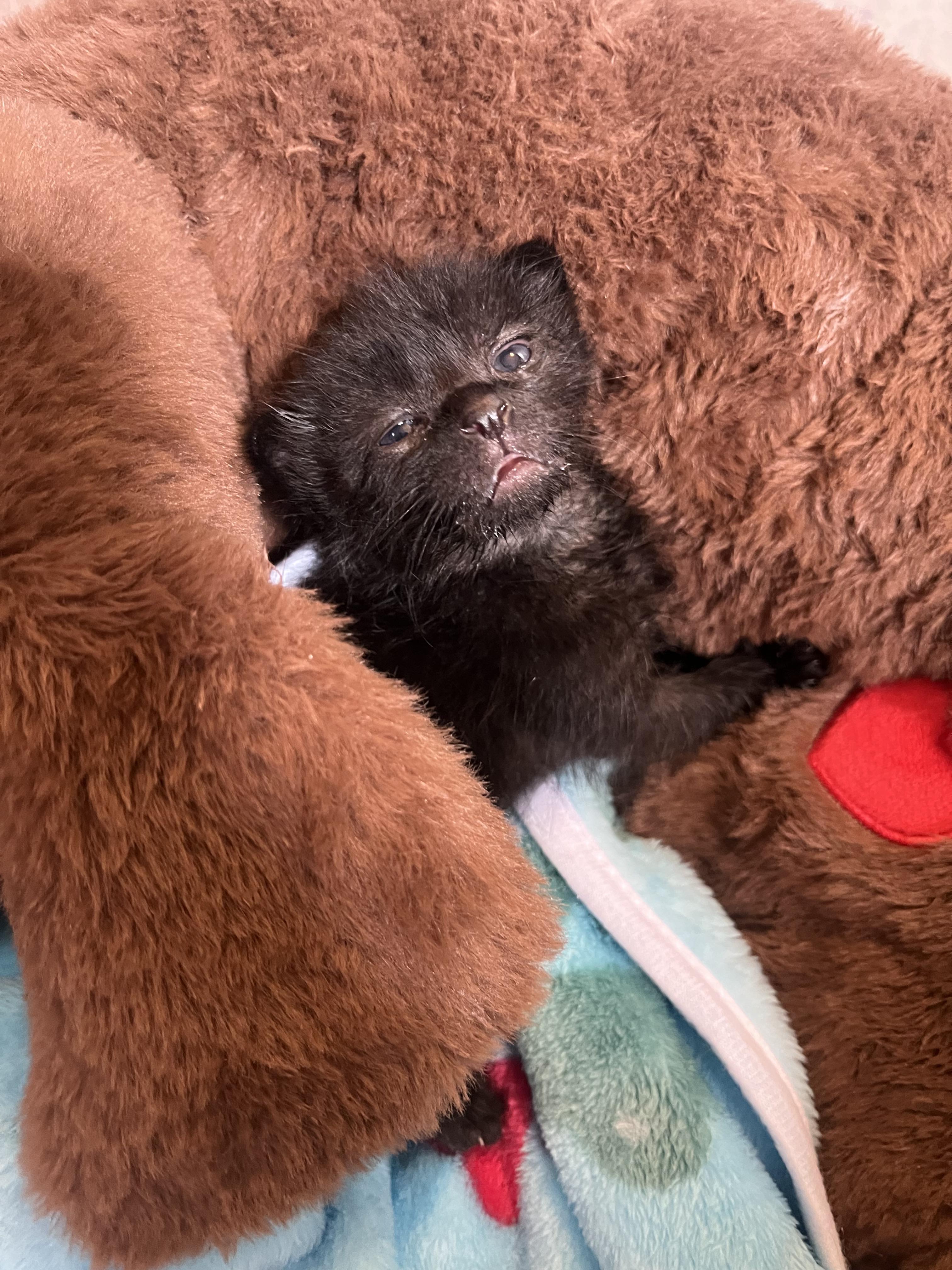 Enlarge Chewbacca, a Adoptable Domestic Short Hair in Fruit Heights, UT image 3/6