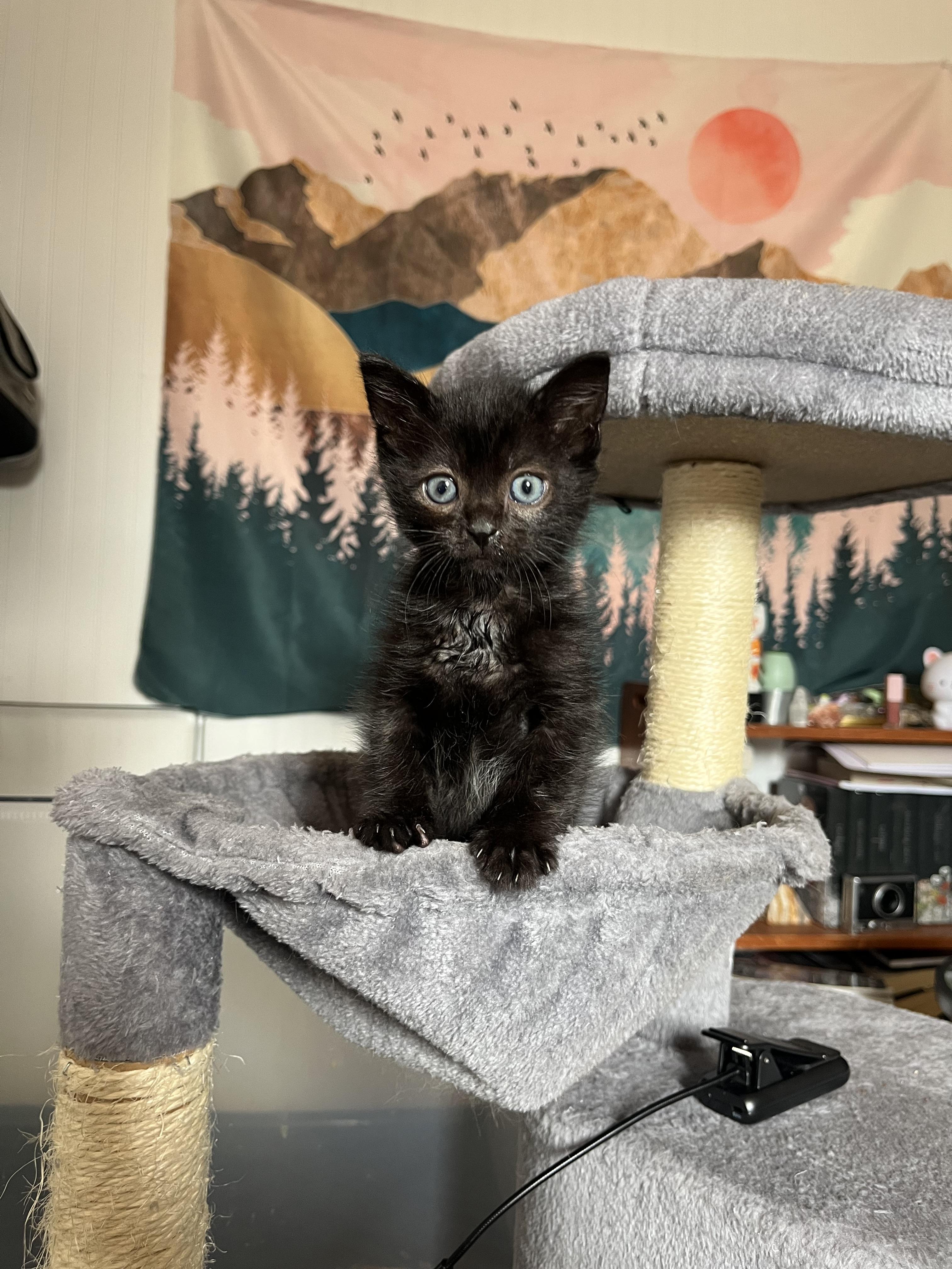 Enlarge Chewbacca, a Adoptable Domestic Short Hair in Fruit Heights, UT image 4/6