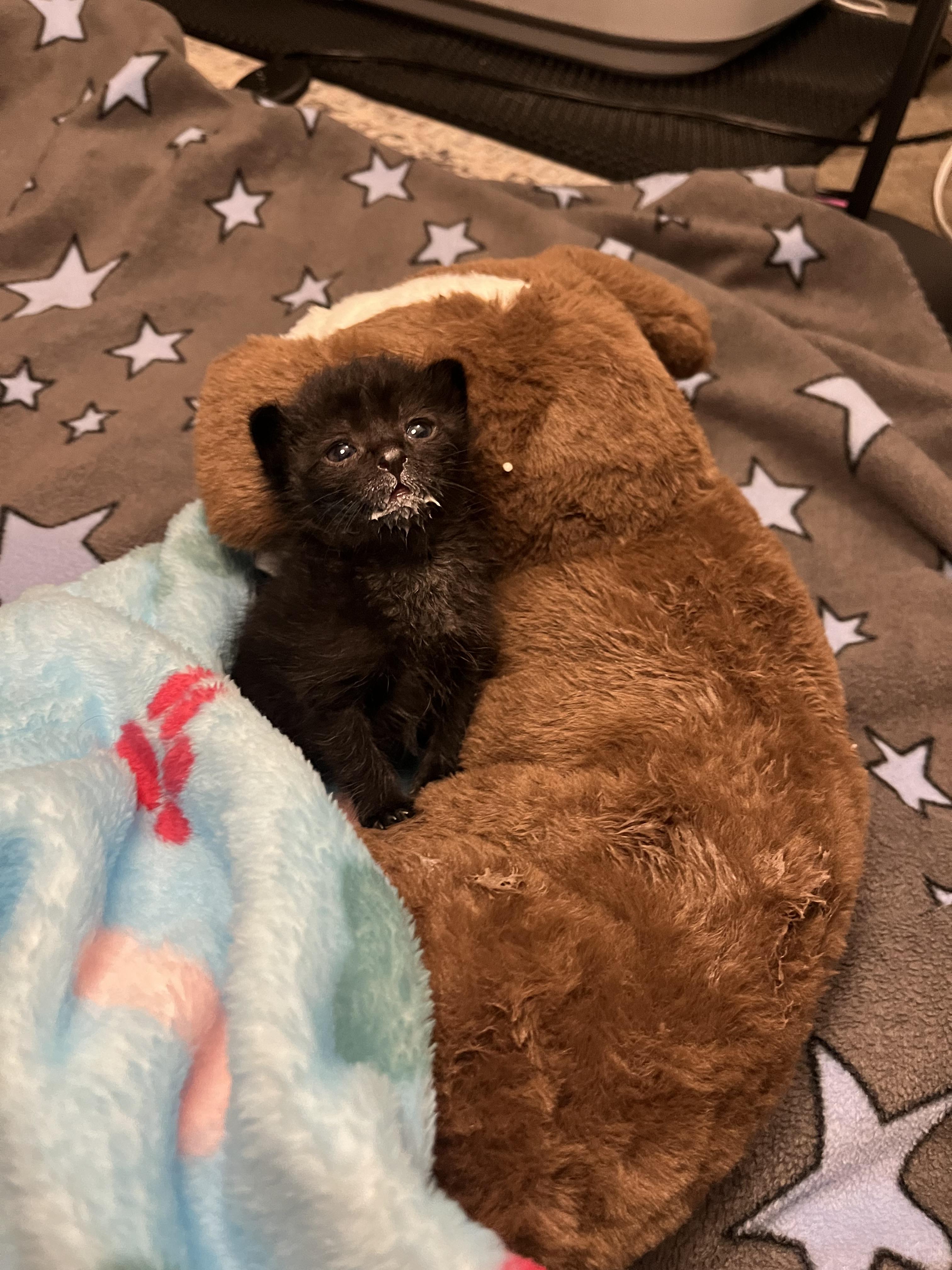 Enlarge Chewbacca, a Adoptable Domestic Short Hair in Fruit Heights, UT image 5/6