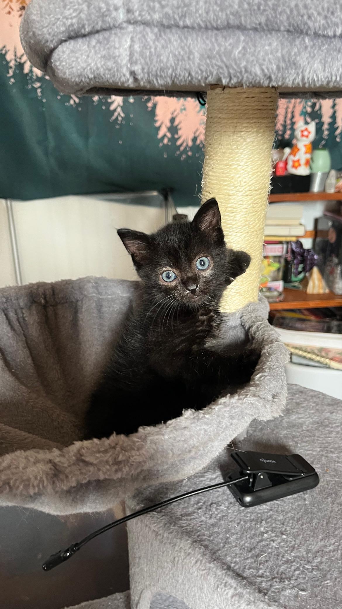 Enlarge Chewbacca, a Adoptable Domestic Short Hair in Fruit Heights, UT image 6/6
