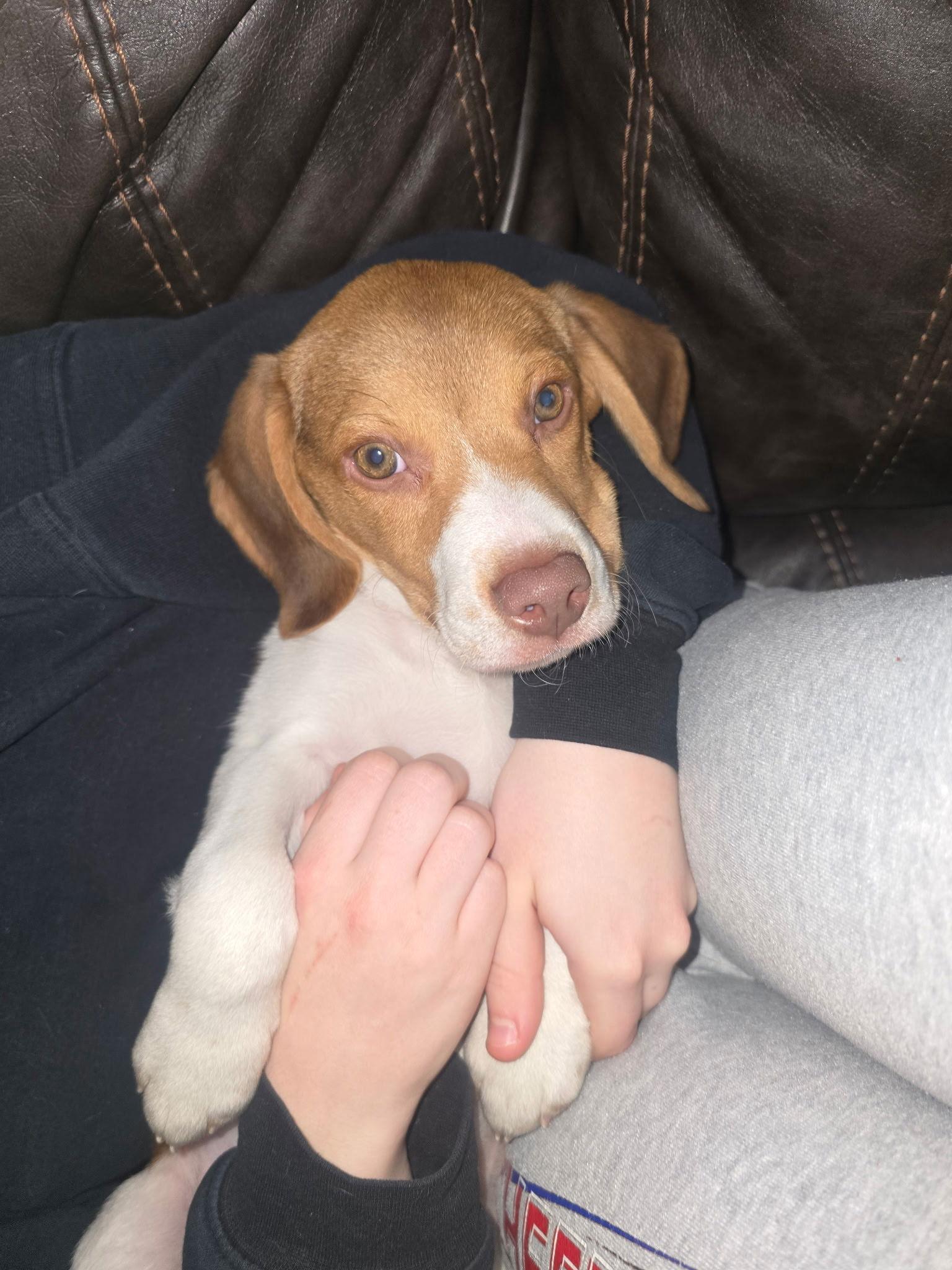 Buck, Adopted, Puppy Male Beagle.