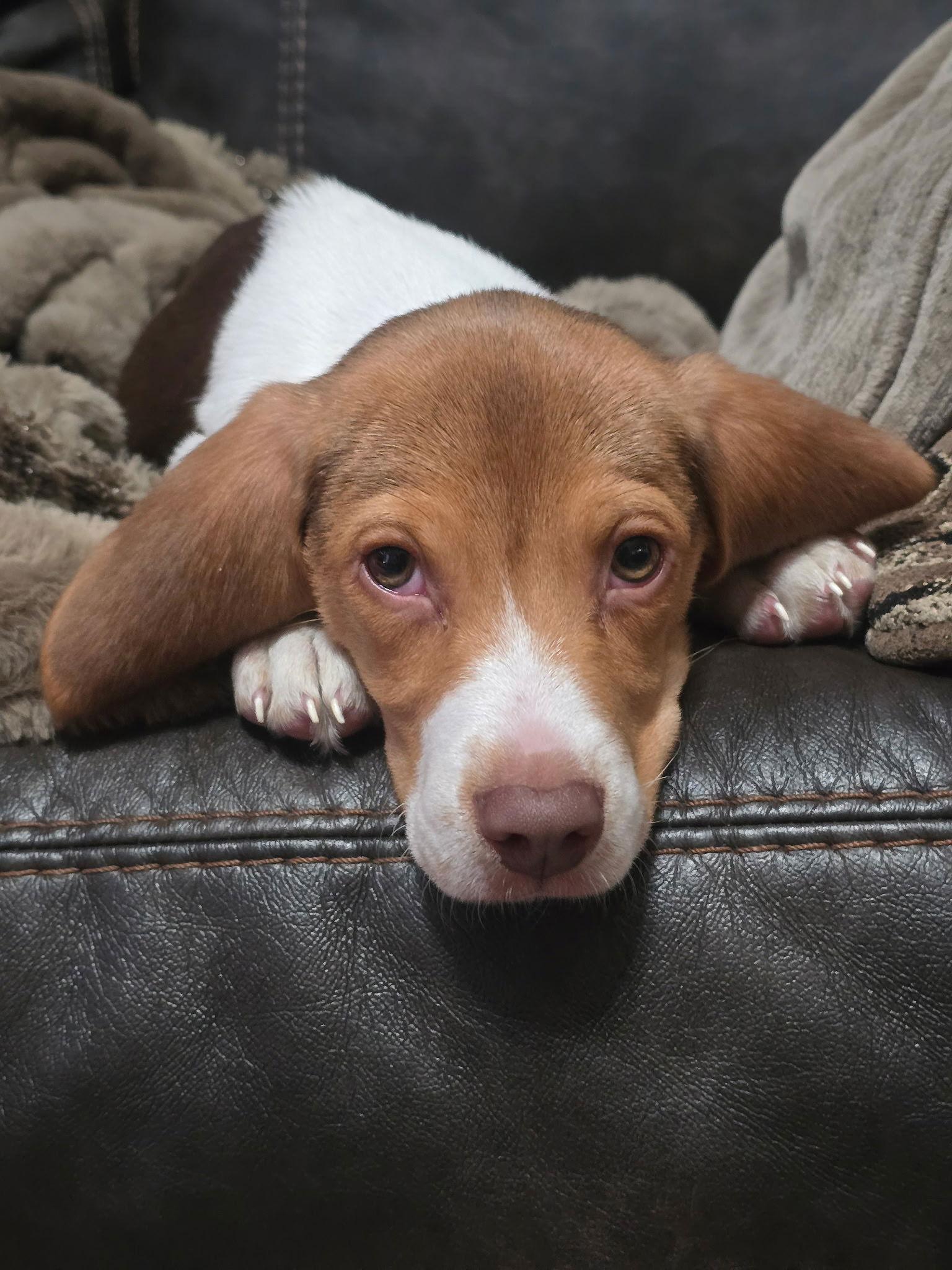 Buck, a Adopted Beagle in Barnhart, MO image 2/2