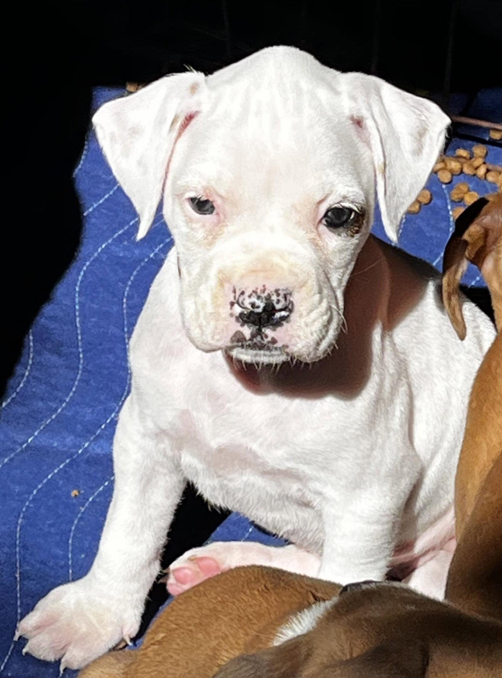 Plano, a Adopted Boxer in Stanwood, WA image 2/2