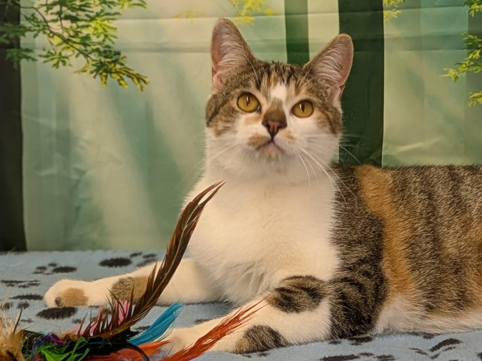 Joplin, ADOPTABLE, Young Female Tabby & Calico.