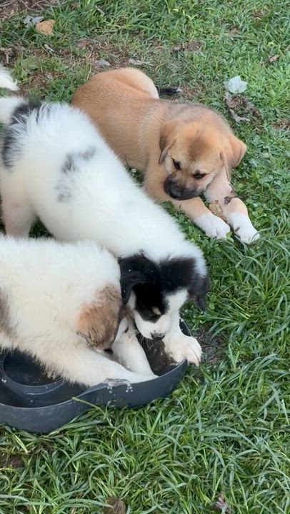 Enlarge River, a Adoptable mixed breed in Chickamauga, GA video 3/6