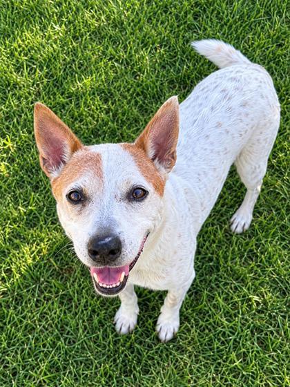 Spot (Underdog-in foster), Adoptable, Adult Male Cattle Dog & Mixed Breed.