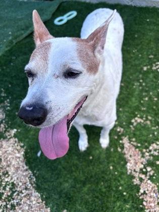Enlarge Spot (Underdog-in foster), a Adoptable mixed breed in New Orleans, LA image 2/3