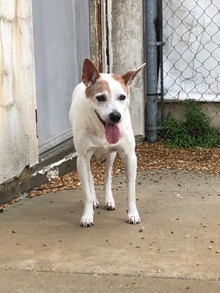 Enlarge Spot (Underdog-in foster), a Adoptable mixed breed in New Orleans, LA image 3/3